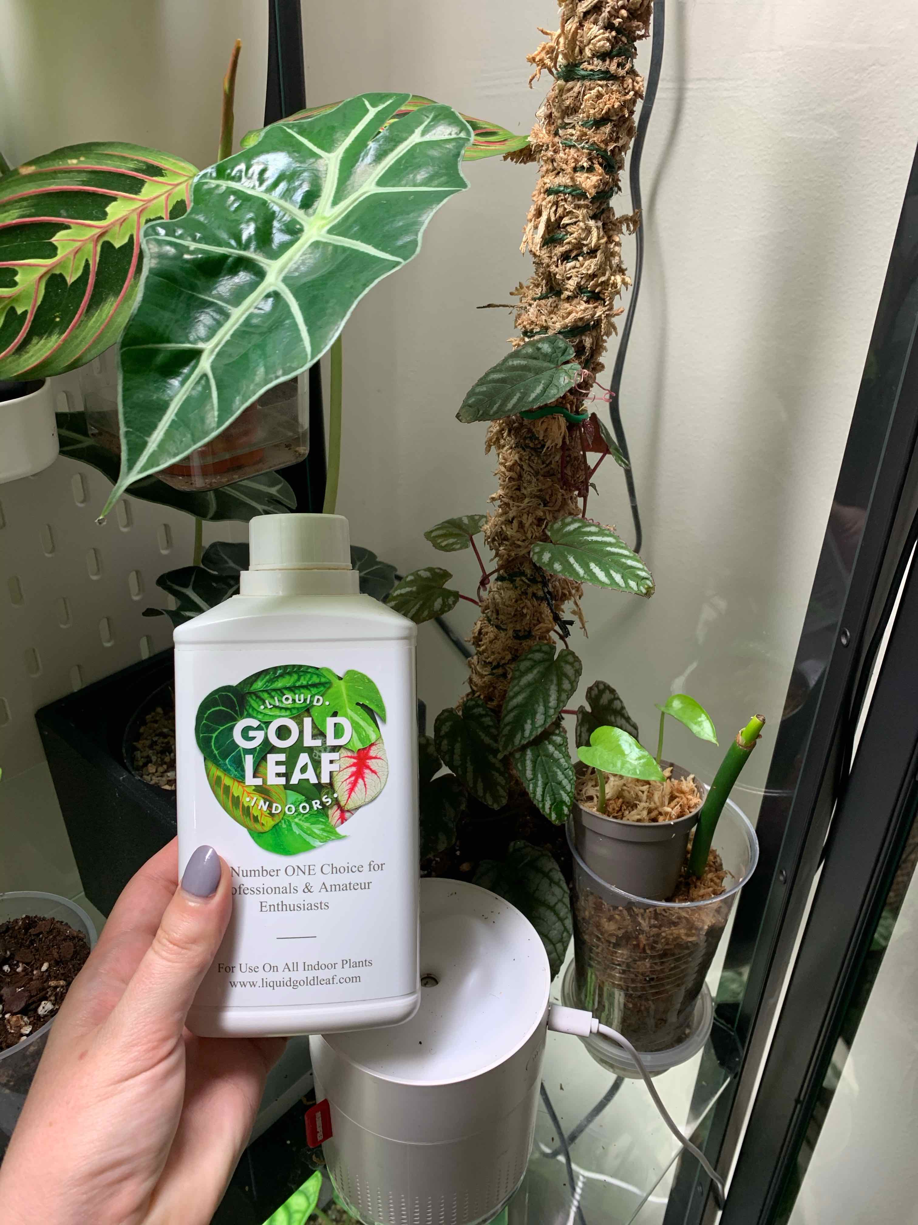 Rex Begonia Vine with healthy green leaves, visible soil, and no flowers. A hand is holding a bottle of plant care product.