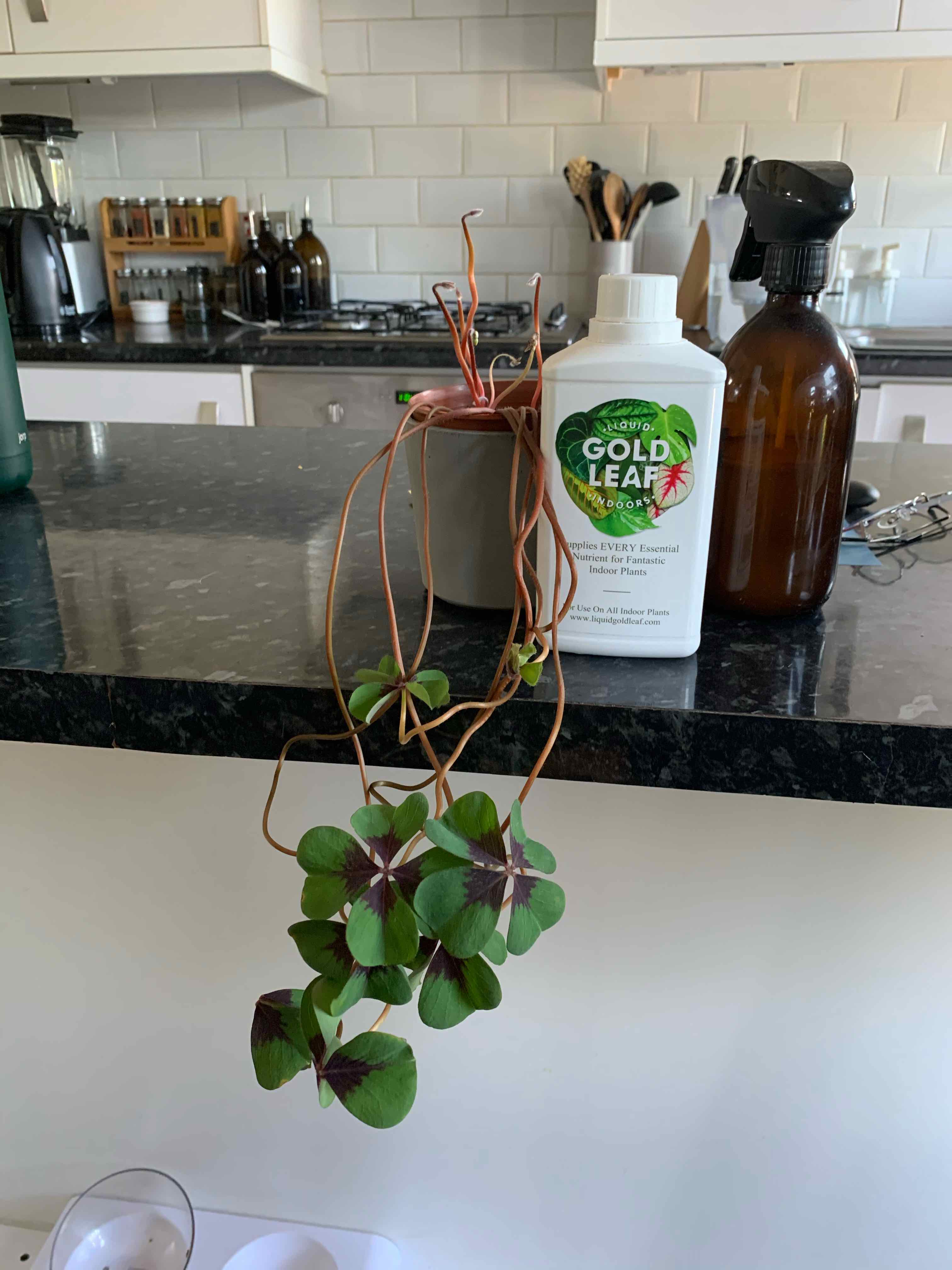 Iron Cross plant with green leaves and dark cross pattern on a kitchen counter.
