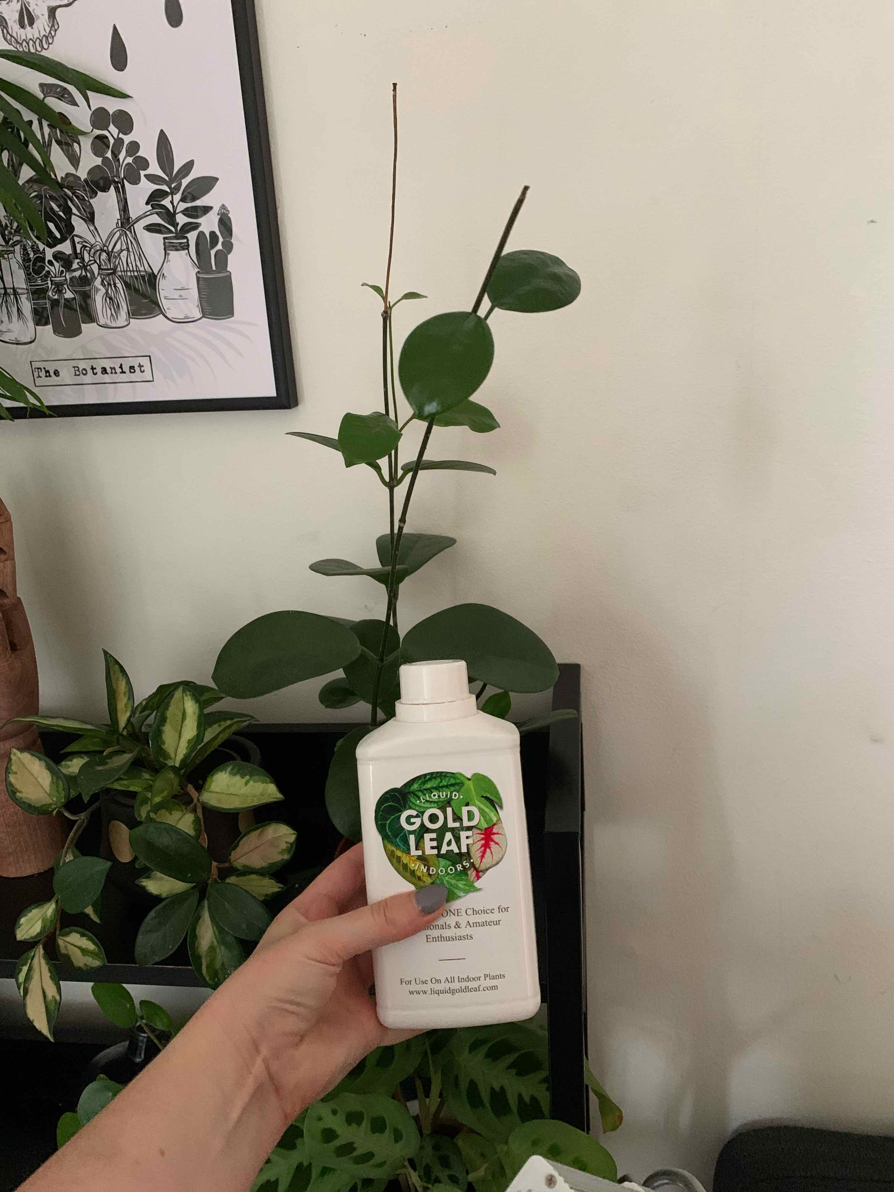Hoya australis 'Bordvare' plant with a person holding a plant care product.