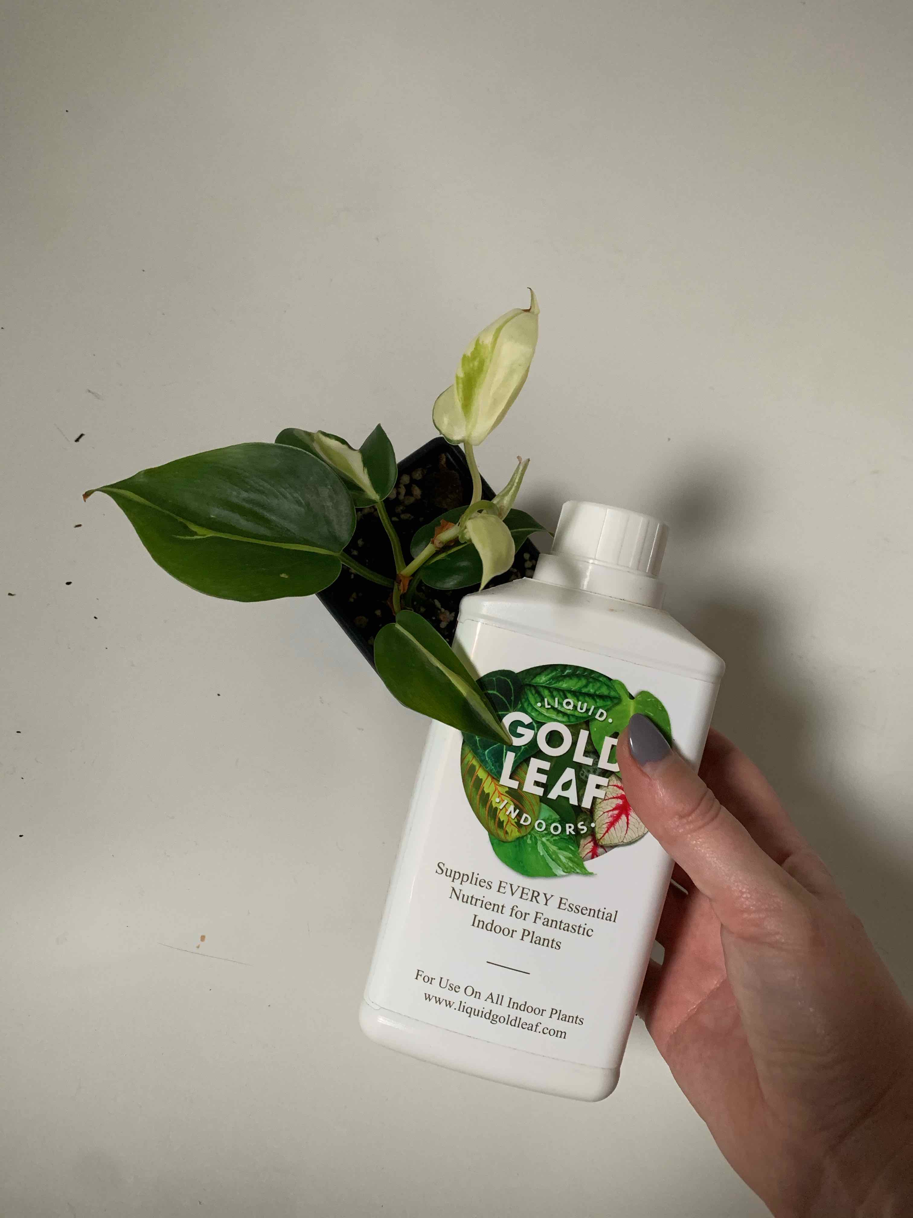 Philodendron 'Cream Splash' plant held by a hand with a bottle of plant nutrient.