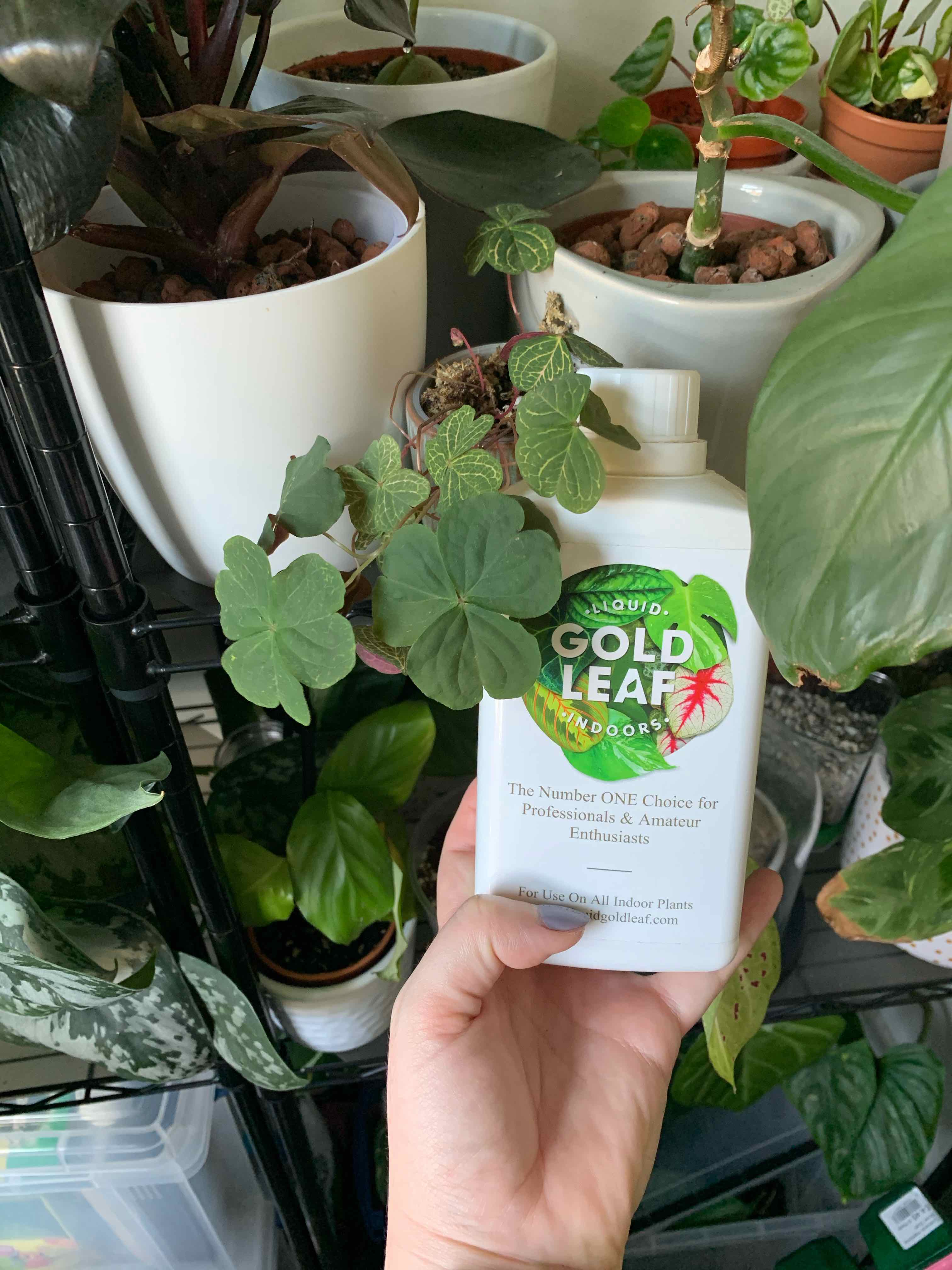 Pink Woodsorrel plant with a hand holding a plant care product in front of it, surrounded by other plants.