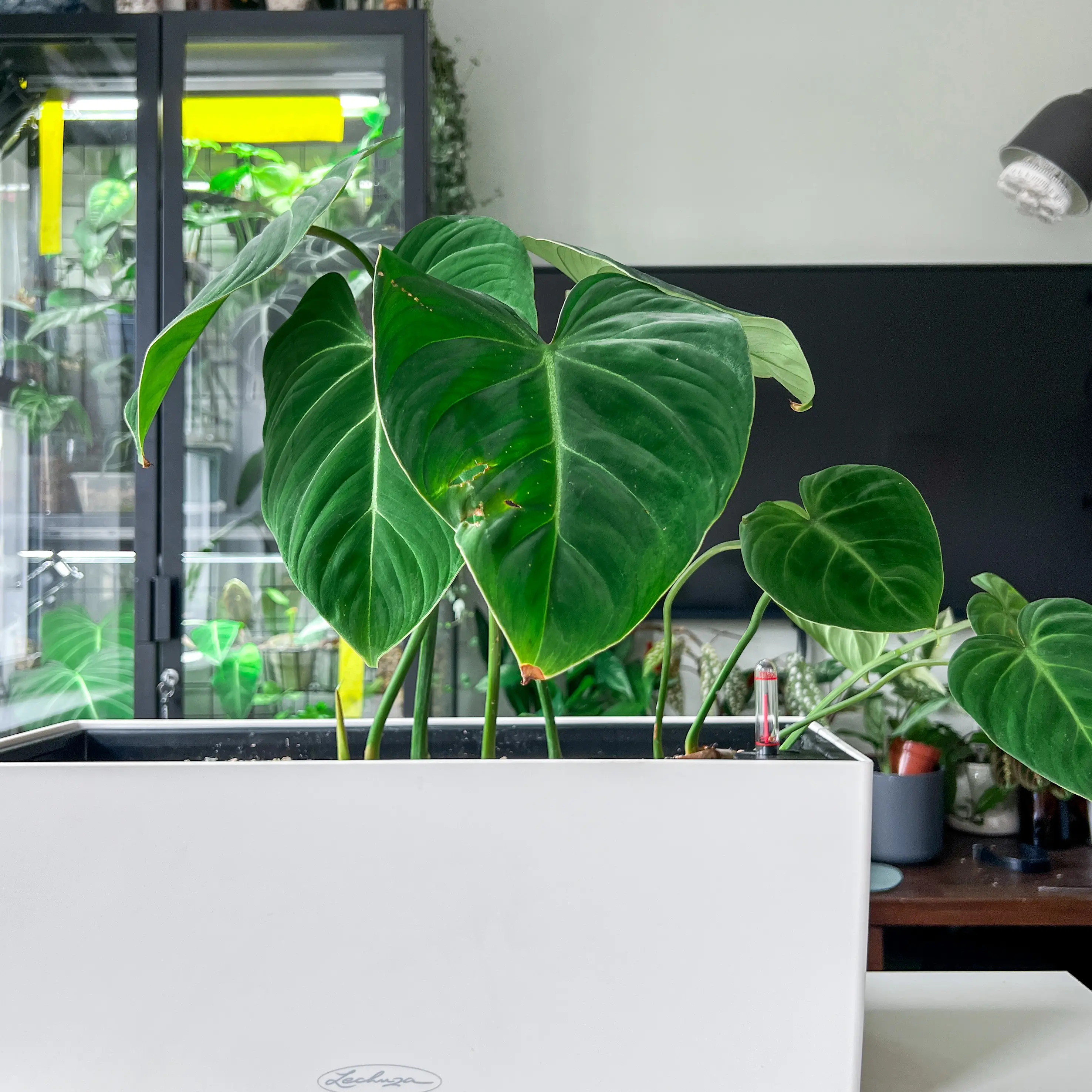 Philodendron gloriosum plant with large, heart-shaped leaves in a white pot.