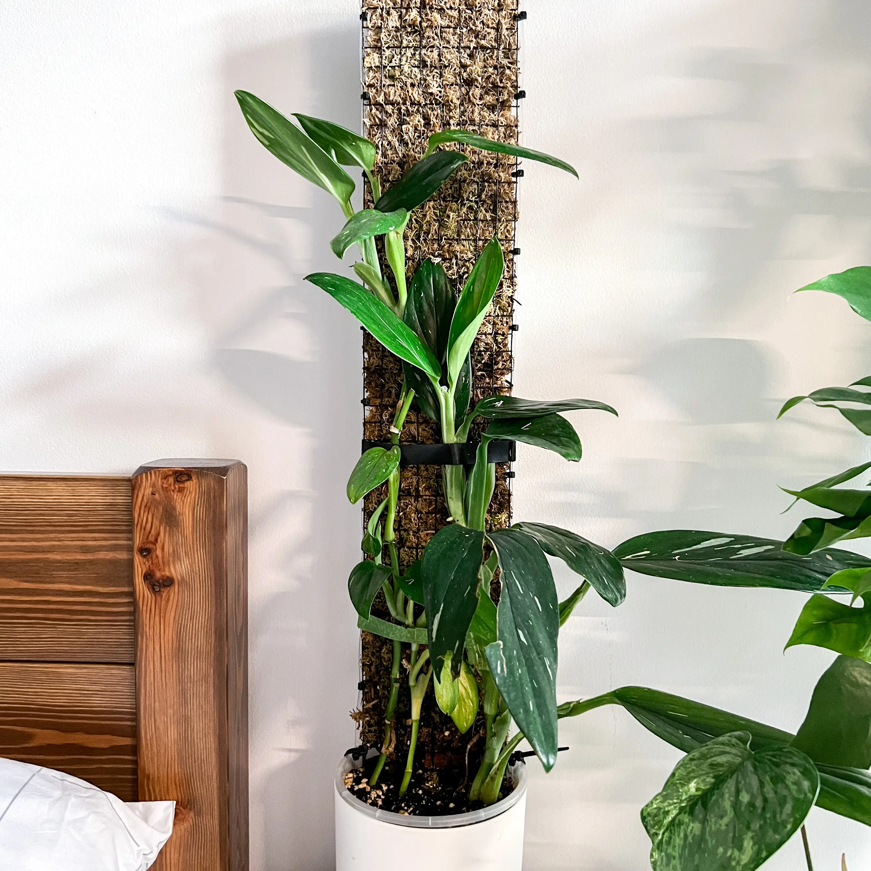 Photo of the plant species Five Holes Plant by @goodgrowing named Monstera Standleyana on Greg, the plant care app