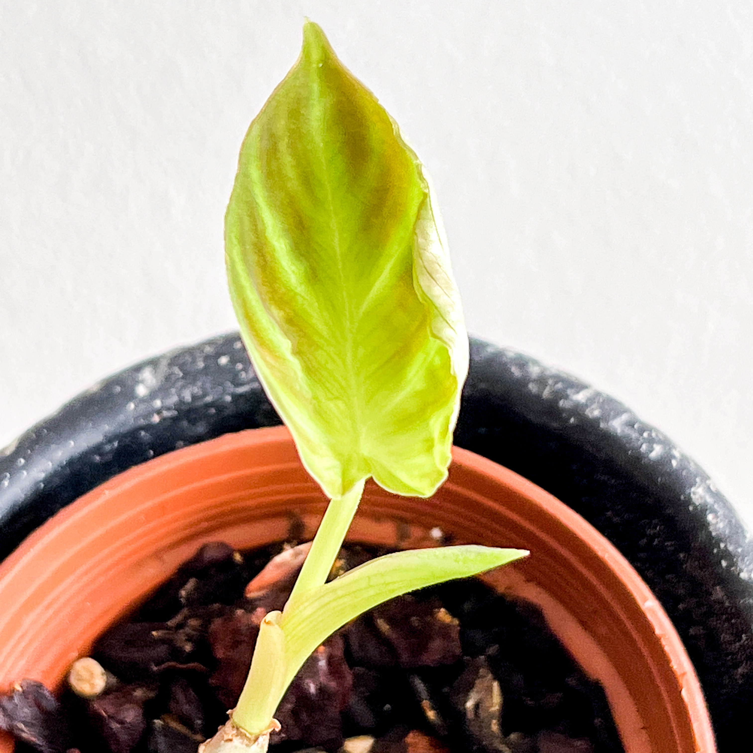 Young Ecuador Philodendron plant with a single leaf showing browning edges in a pot.
