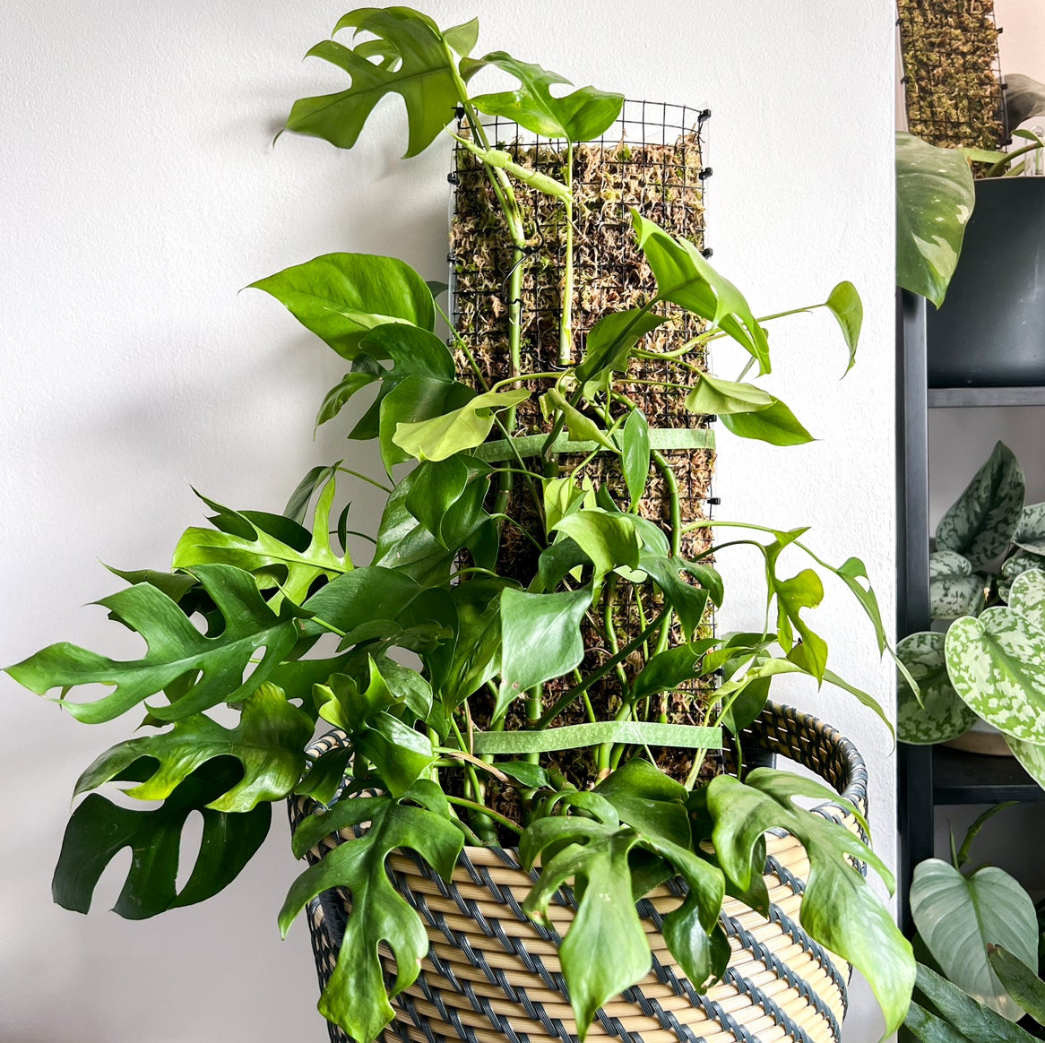 Healthy Mini Monstera plant supported by a moss pole in a decorative pot.