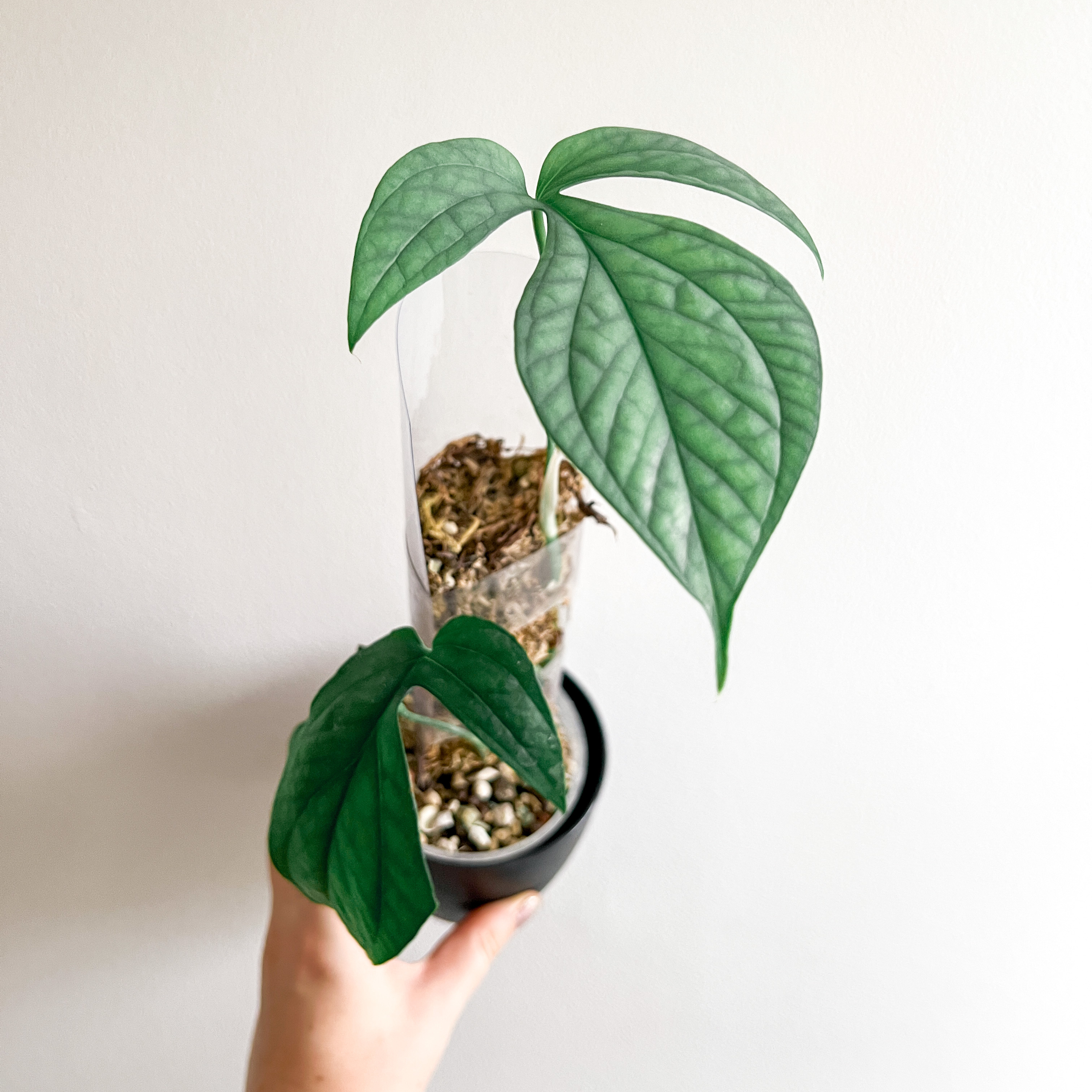 Amydrium 'Spider Man' plant with large green leaves in a small pot, held by a hand.