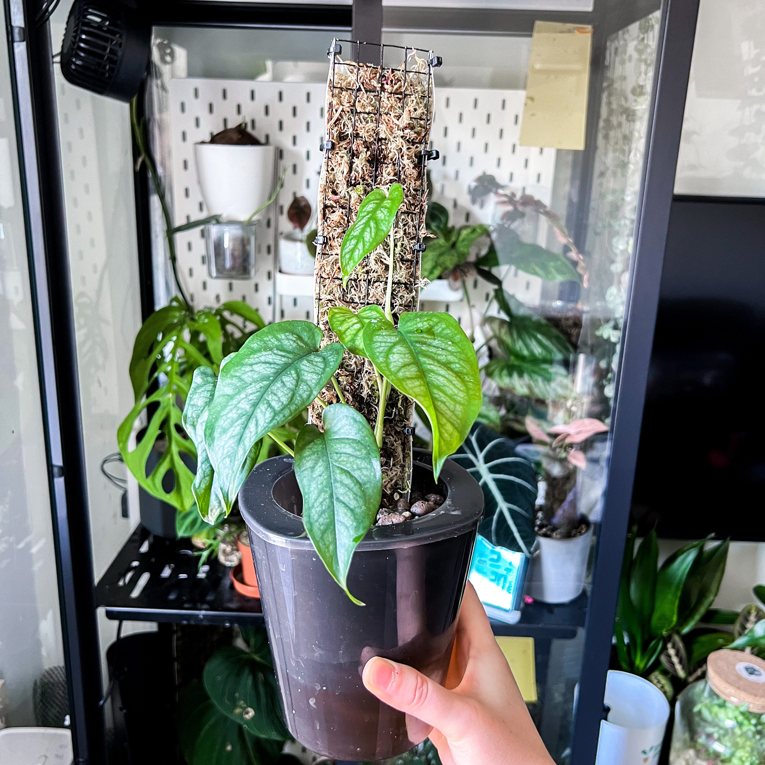 Potted Silver Monstera plant with healthy green leaves, supported by a moss pole, indoors.