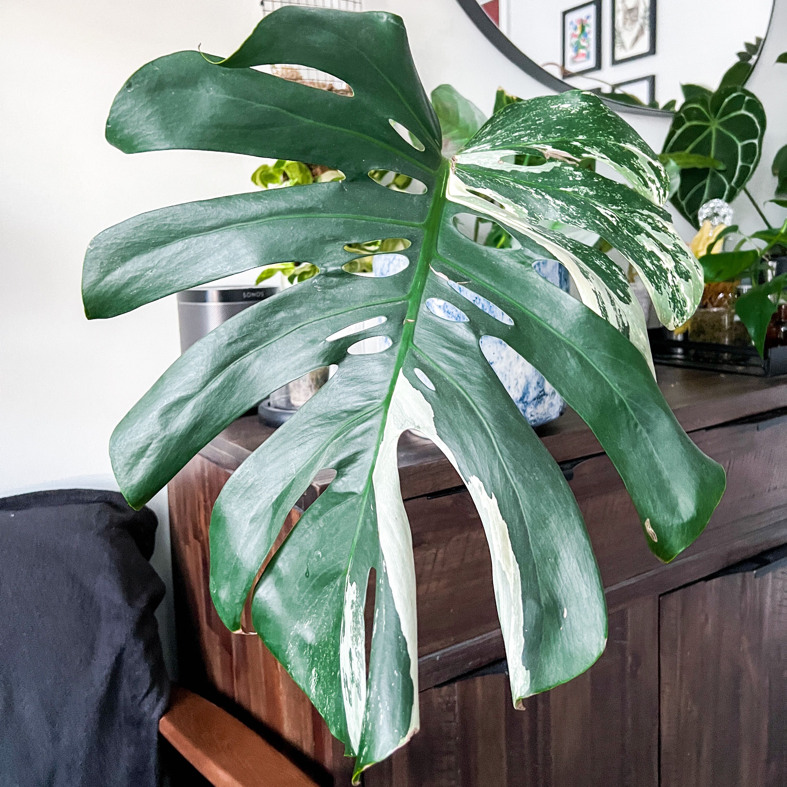 Monstera 'Albo' with variegated leaves, healthy appearance, no visible soil.
