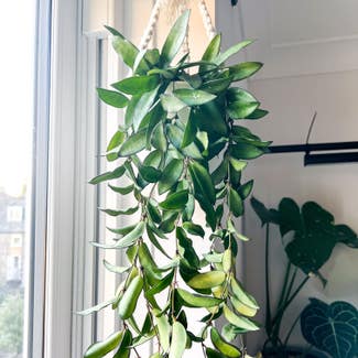 Hoya 'Rosita' plant in London, England