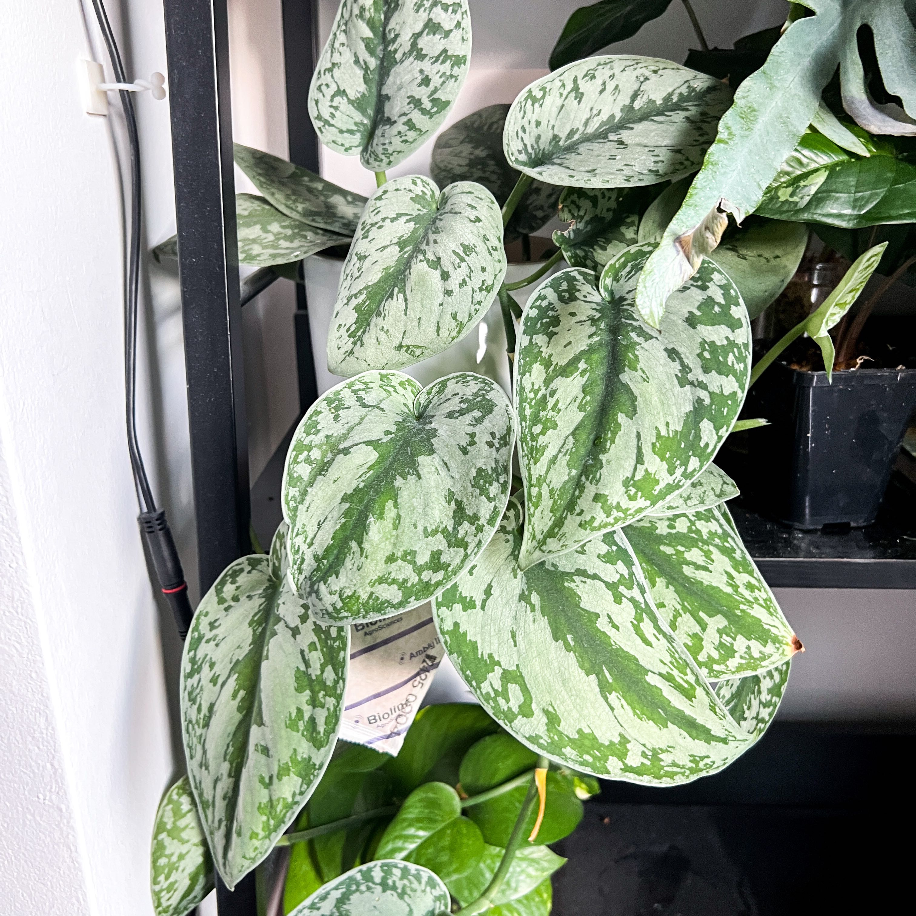 Photo of the plant species Trebie Satin Pothos by @goodgrowing named Scindi Trebie on Greg, the plant care app