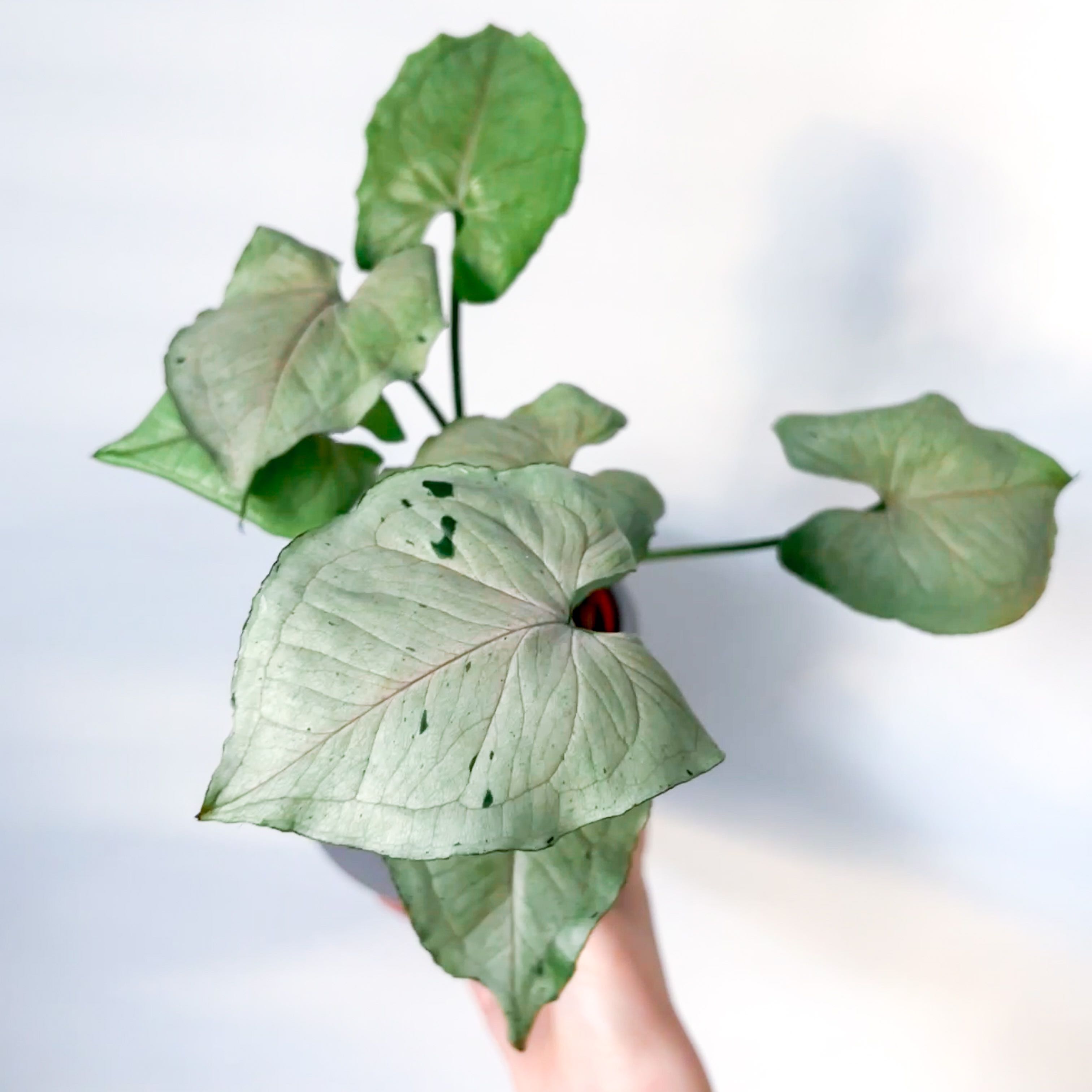 Photo of the plant species Grey Ghost by @goodgrowing named Syngo ‘Grey Ghost’ on Greg, the plant care app