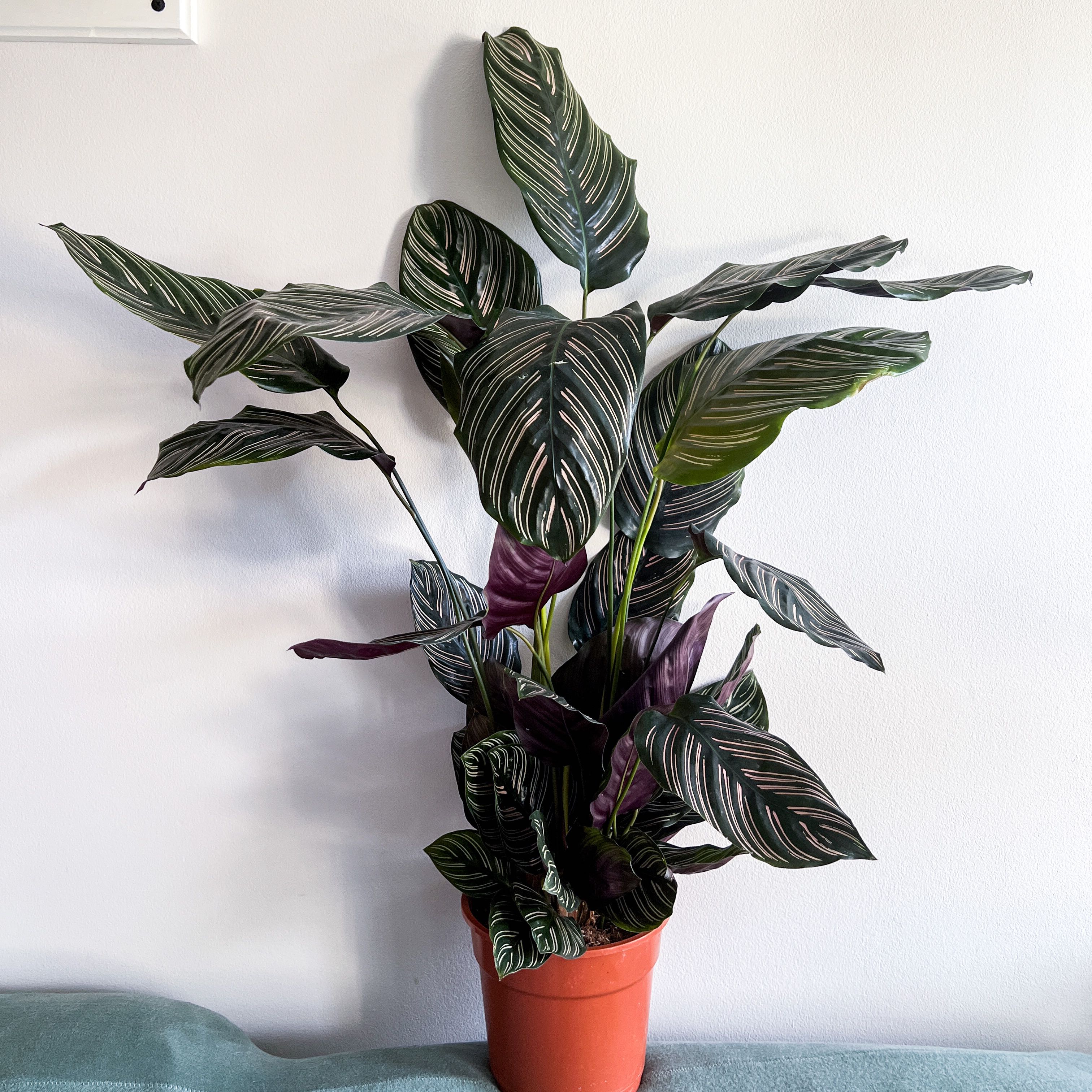 Pinstripe Calathea plant in a pot with healthy, patterned leaves.