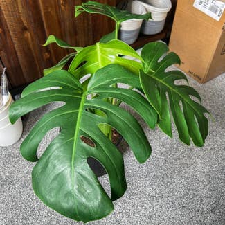 Monstera plant in London, England