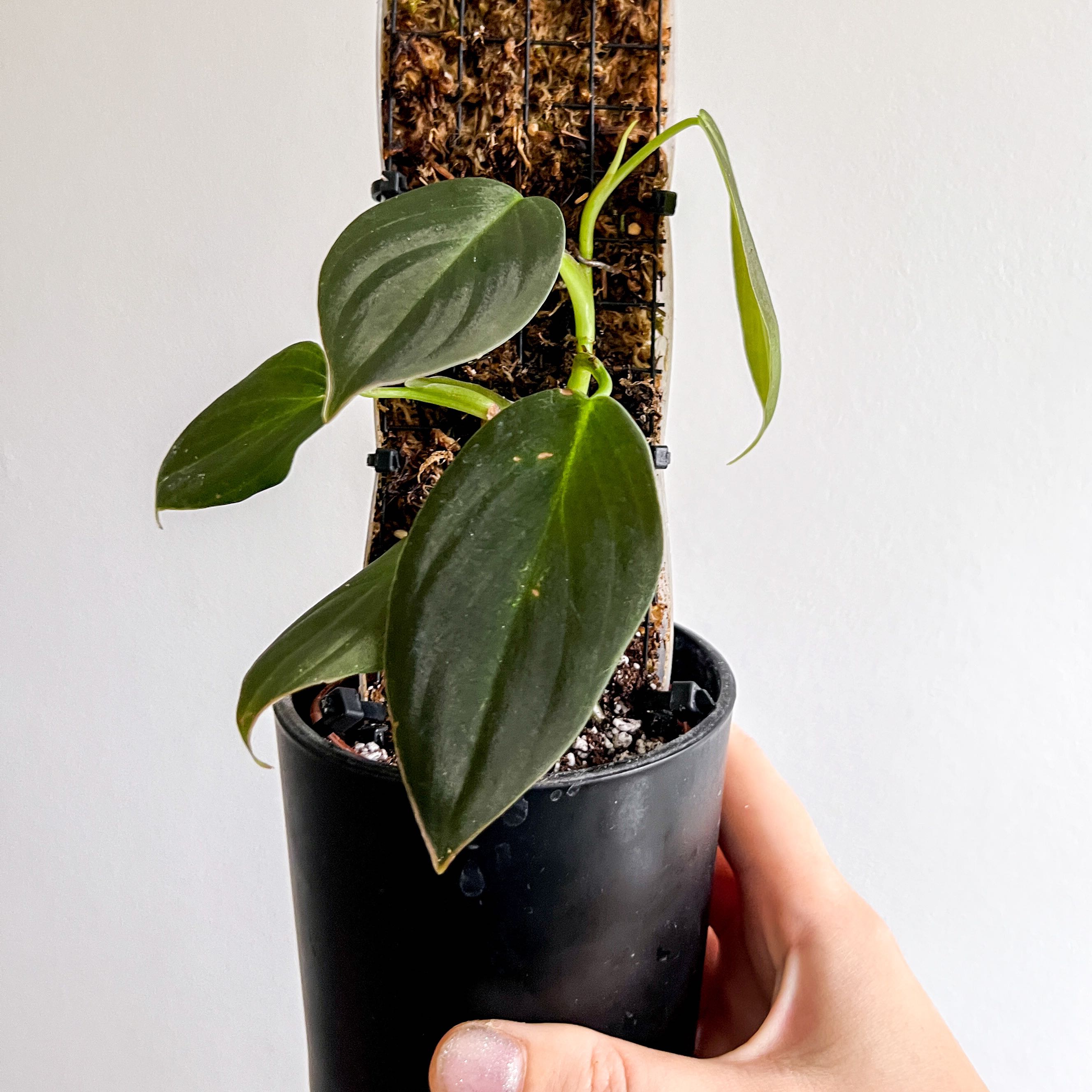 Philodendron gigas plant in a black pot with a moss pole, held by a hand.