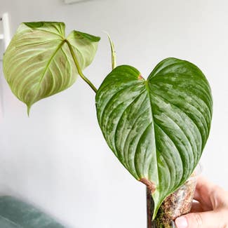 Philodendron 'Majestic' plant in London, England