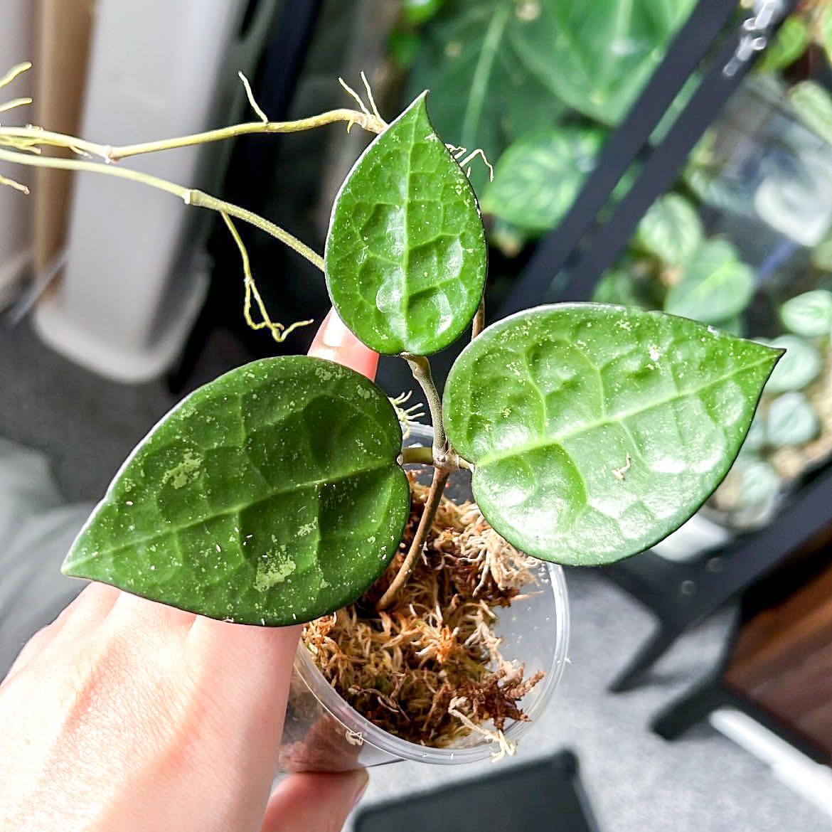 Hoya parasitica 'Black Margin' plant with three healthy green leaves in a clear container.