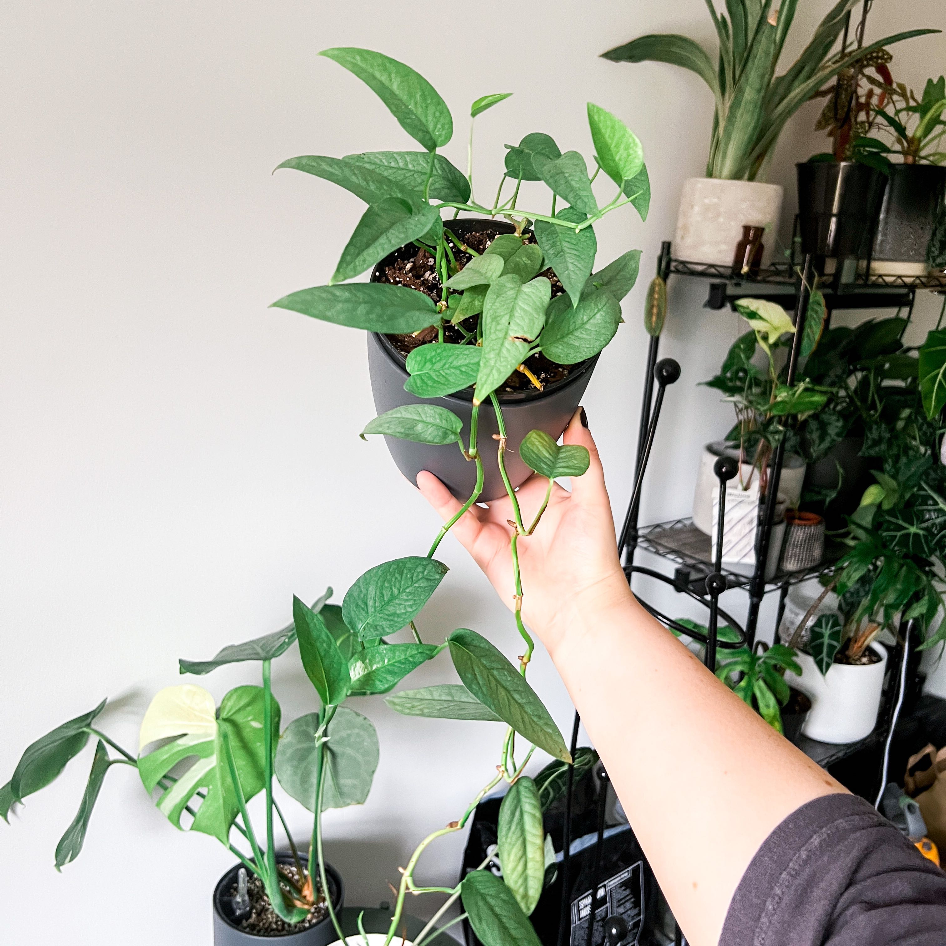 Cebu Blue Pothos plant being held, with other plants in the background.