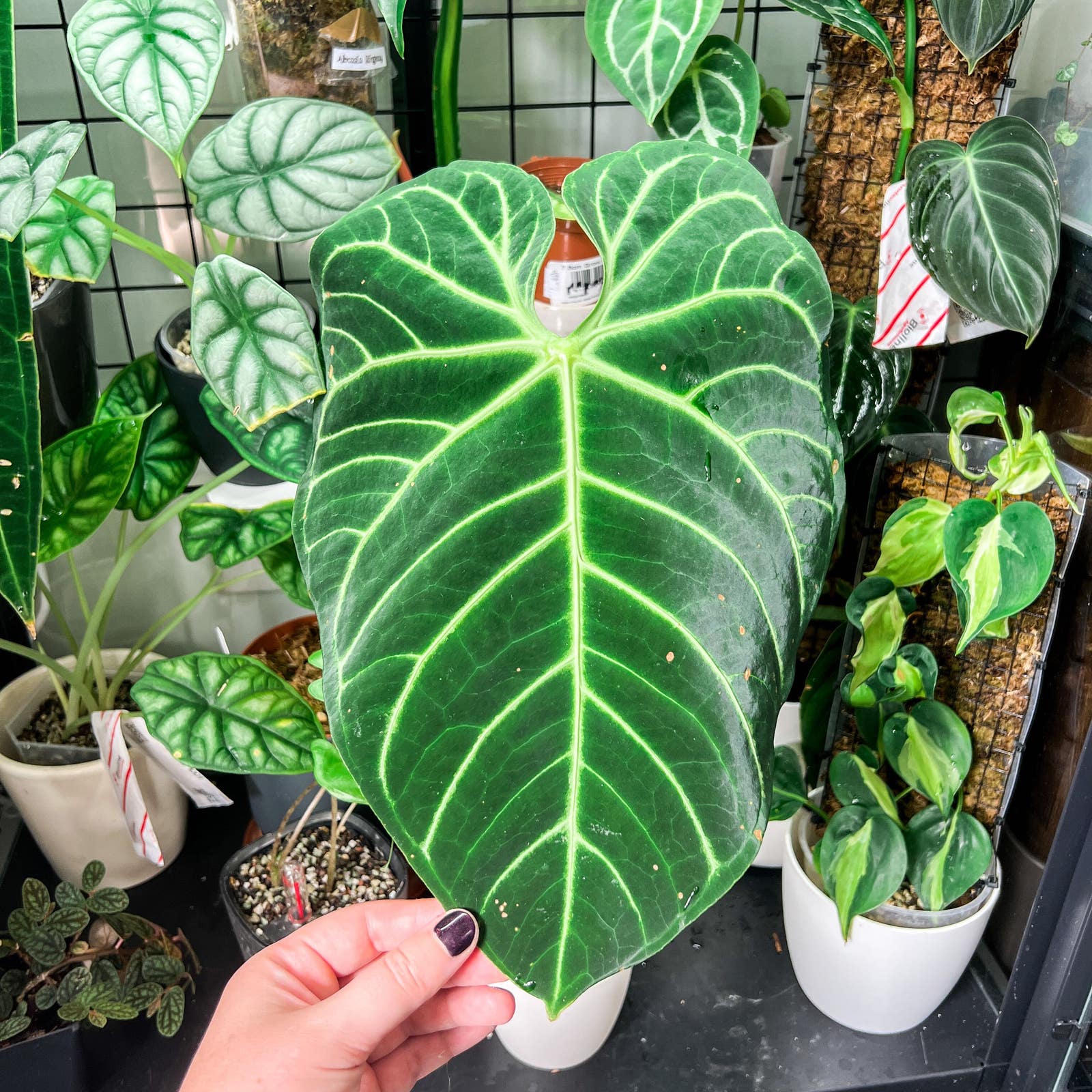🌞 Your Anthurium regale's Light Requirements 🌞 Your Anthurium regale's Light Requirements