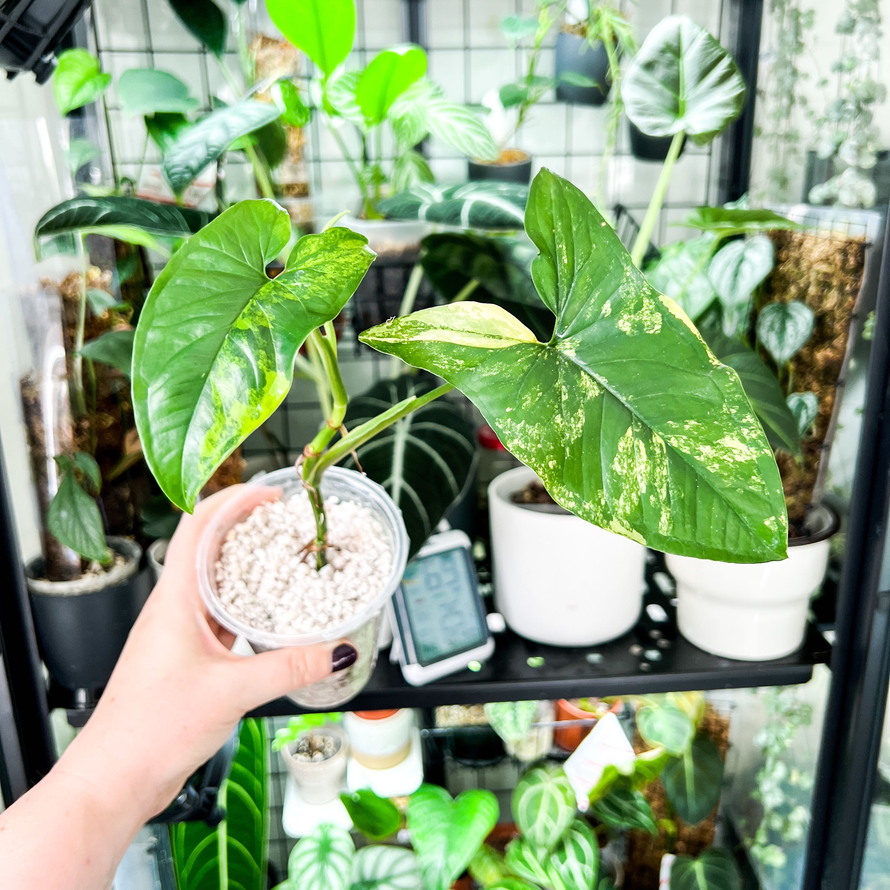 Healthy arrowhead plant with variegated leaves being scanned by smartphone among collection of houseplants in a home.