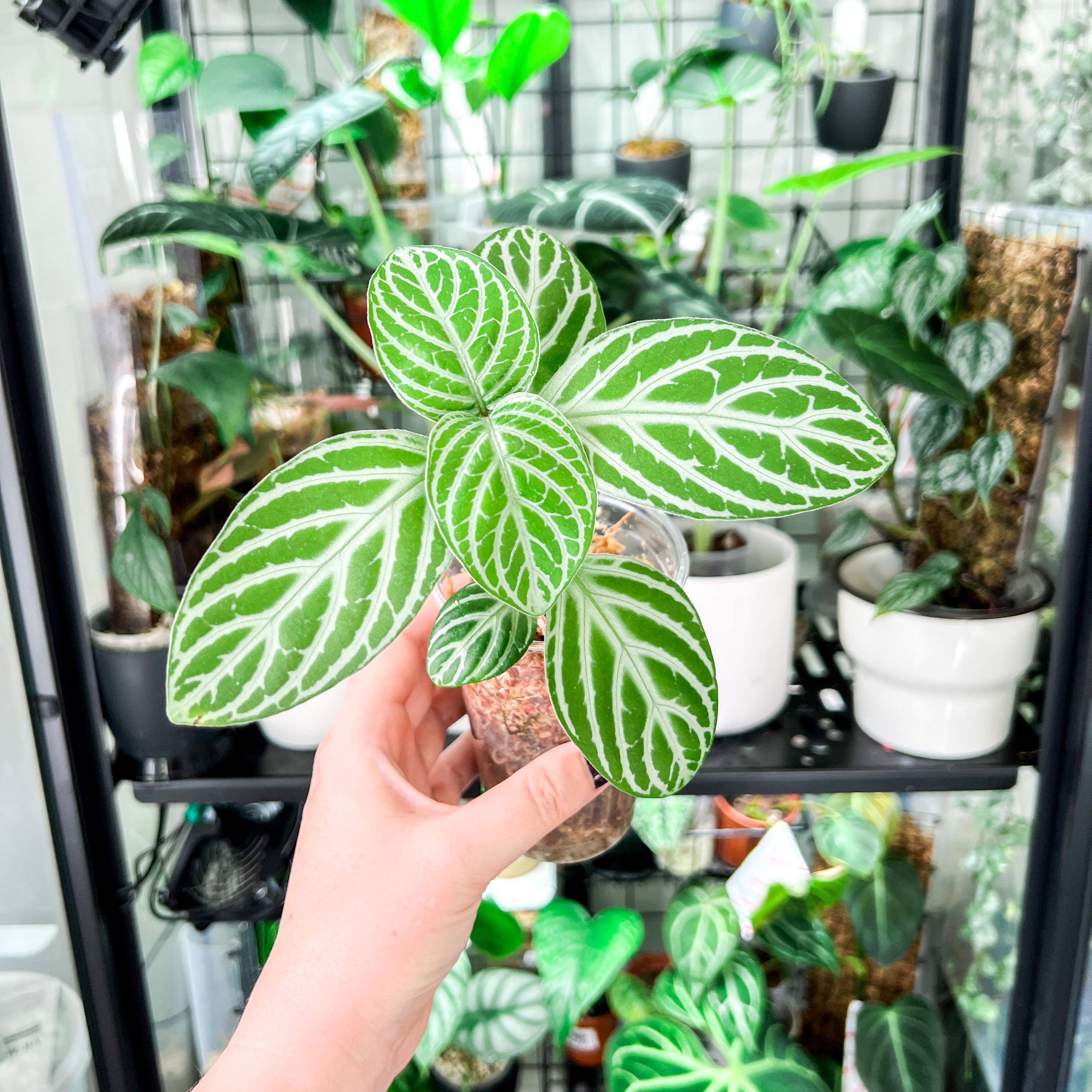 Plant care for Chamaeranthemum beyrichii var. rotundifolium on Greg, the plant care app