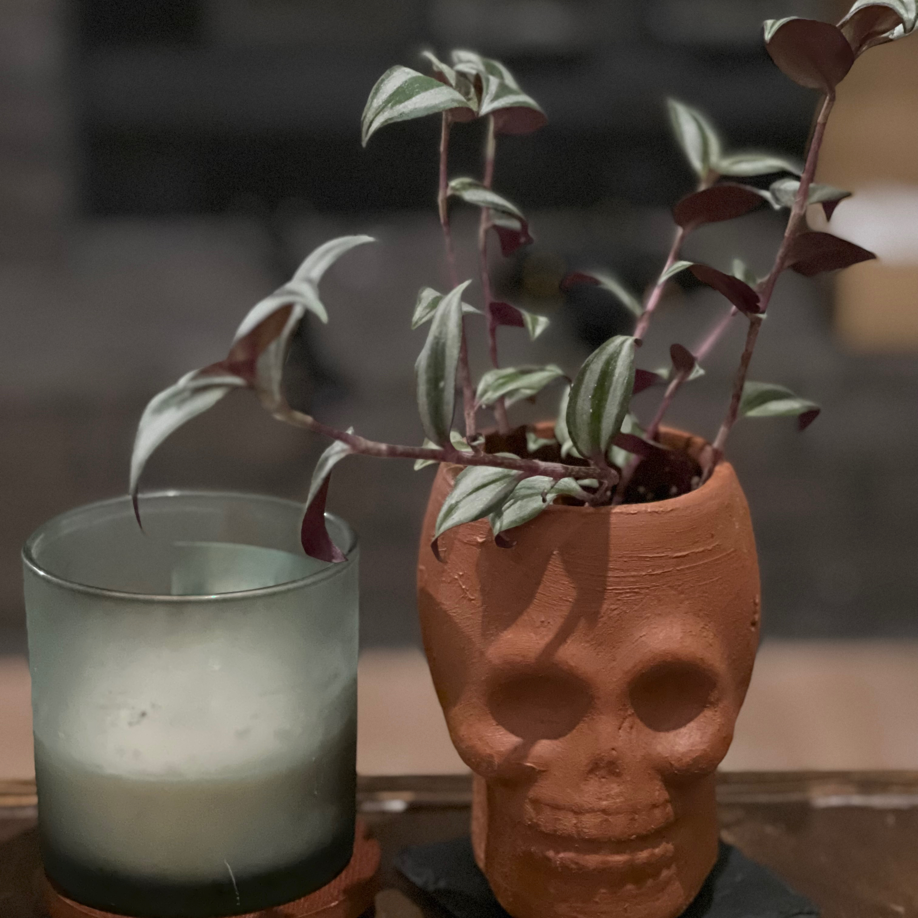 Wandering Dude 'Burgundy' plant in a skull-shaped pot next to a candle.