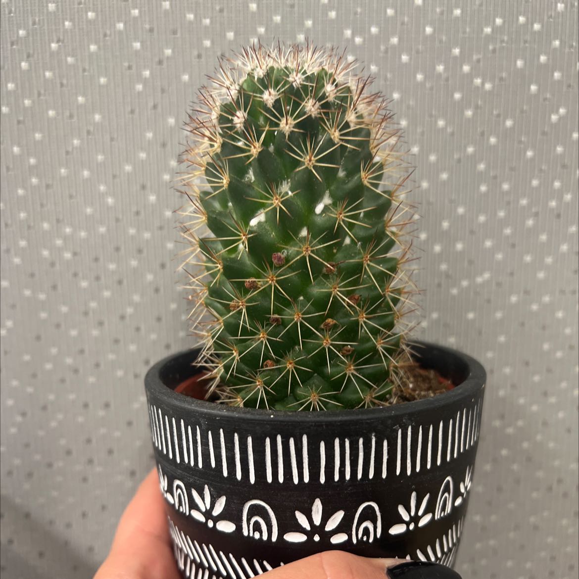 Mammillaria Melanocentra cactus in a decorative pot, held by a hand.