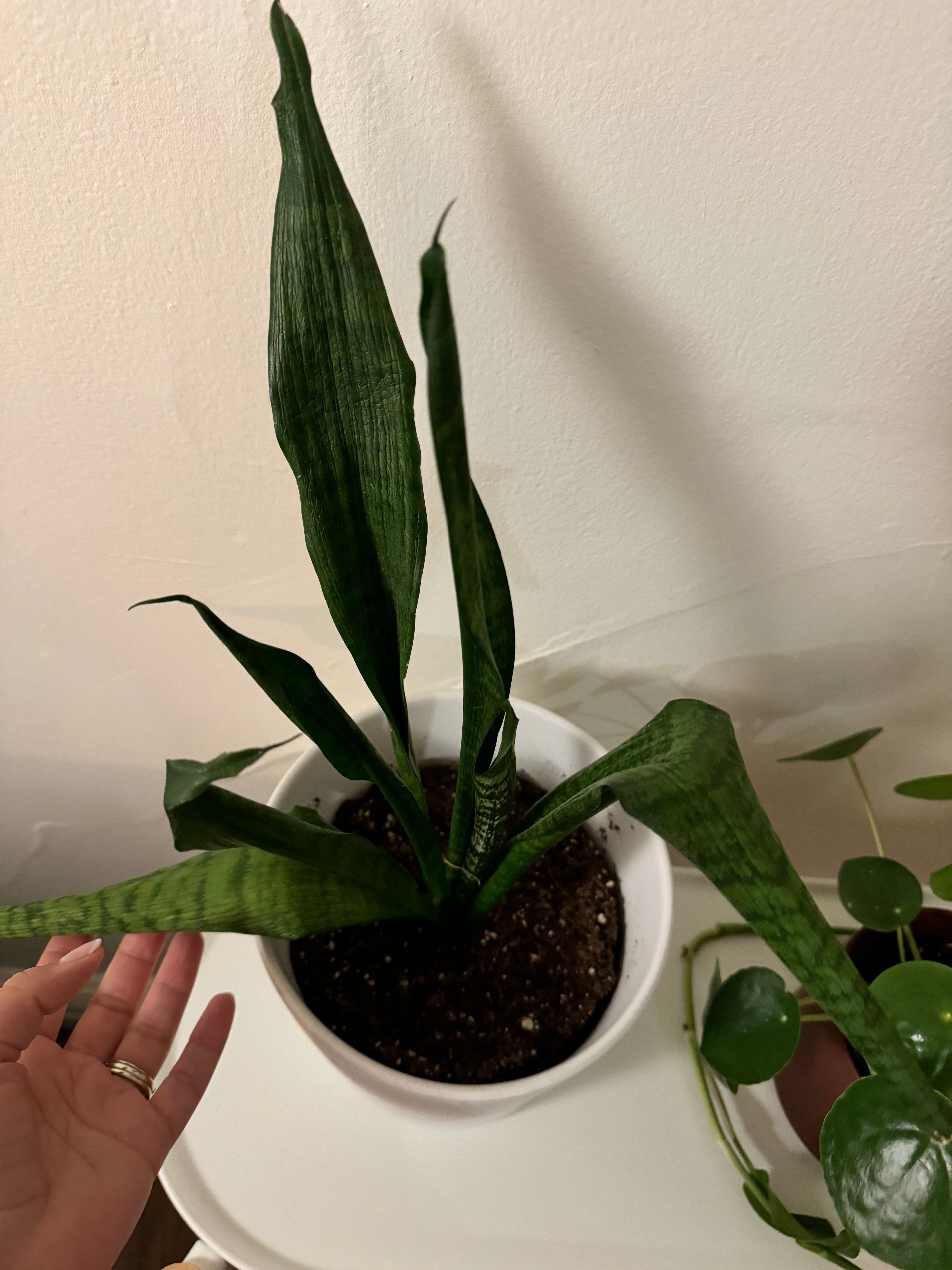 🐍 Snake Plant Mushy Leaves Solutions