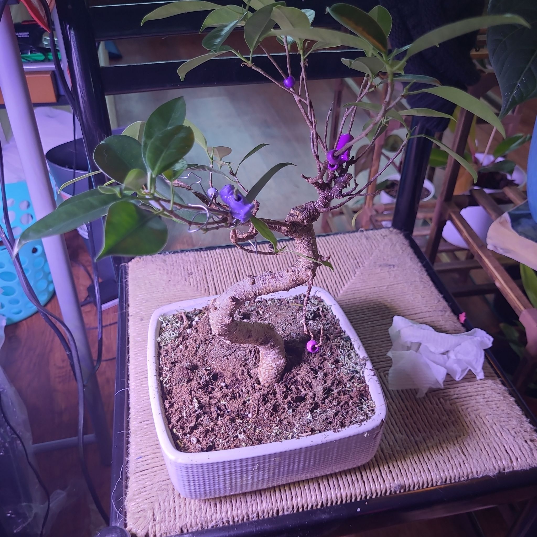 Ficus Bonsai plant in a rectangular pot with purple flowers, placed on a woven mat.