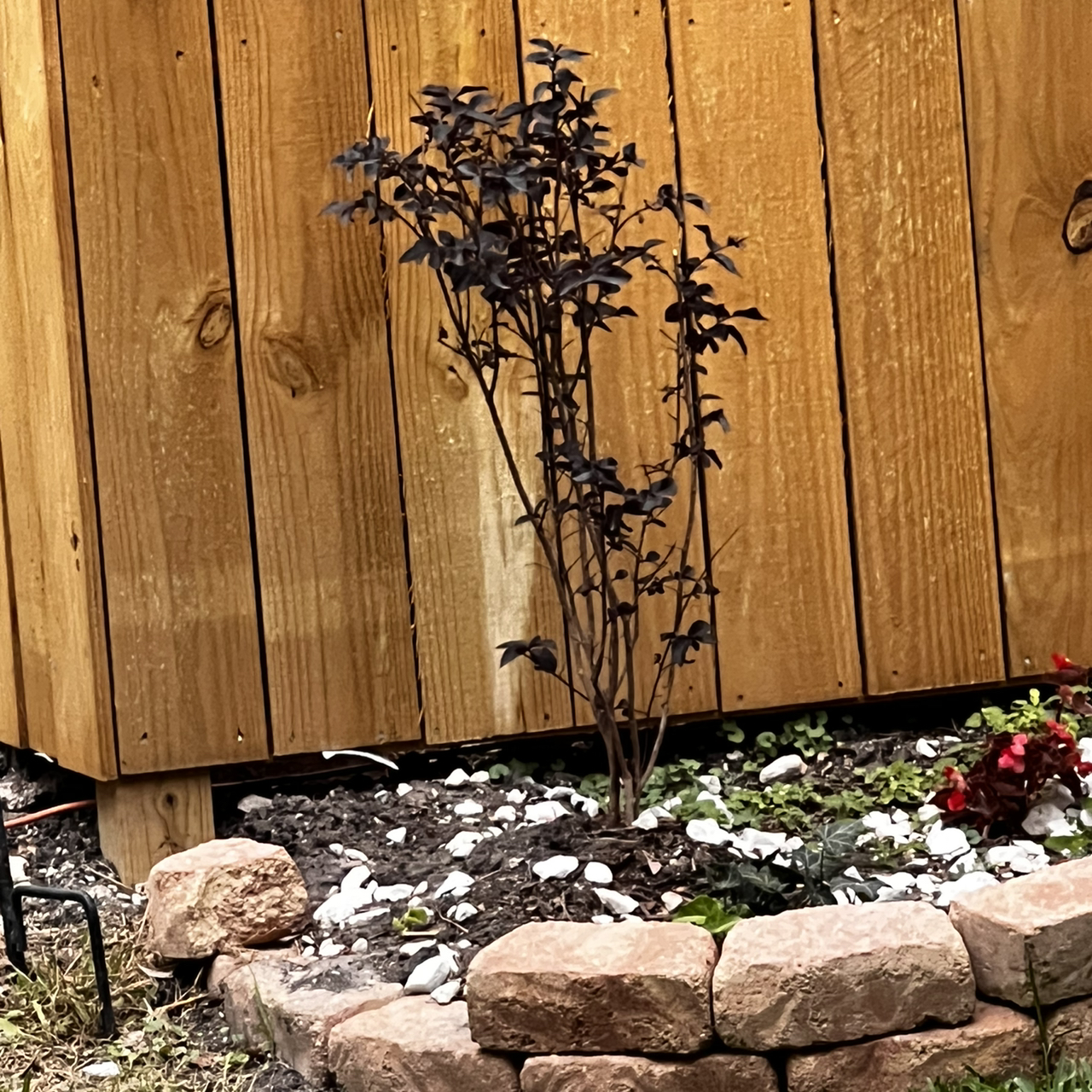 Healthy, mature Cape Myrtle plant growing against a wooden fence, surrounded by decorative white rocks at its base.