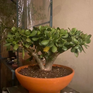 Ogre Ears plant photo by @AdrianC33 named Bonsai on Greg, the plant care app.