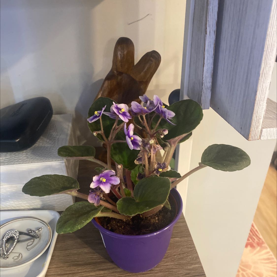 Potted Kenyan Violet with purple flowers and green leaves in a purple pot.