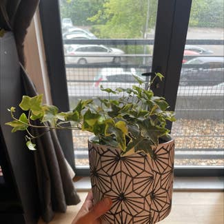 English Ivy plant in Cardiff, Wales