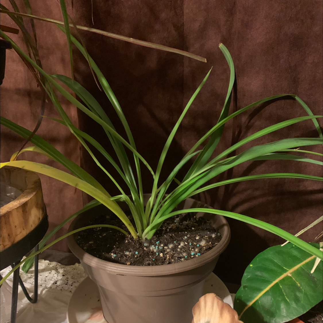 Spider Plant plant photo by @Spoiledrotten named Spidey on Greg, the plant care app.
