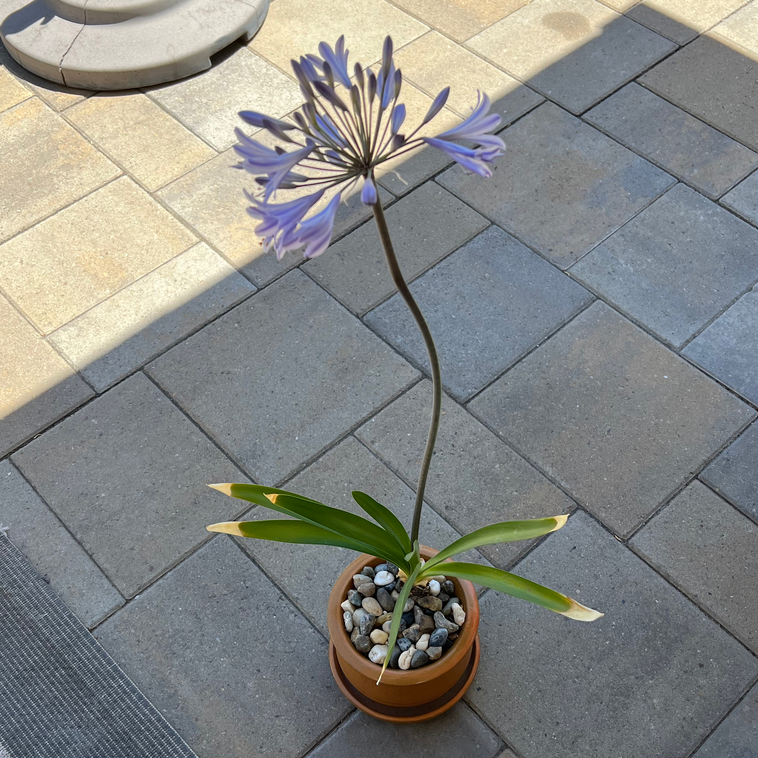 Potted Blue Lily with blue flowers and browning leaf tips on a tiled surface.