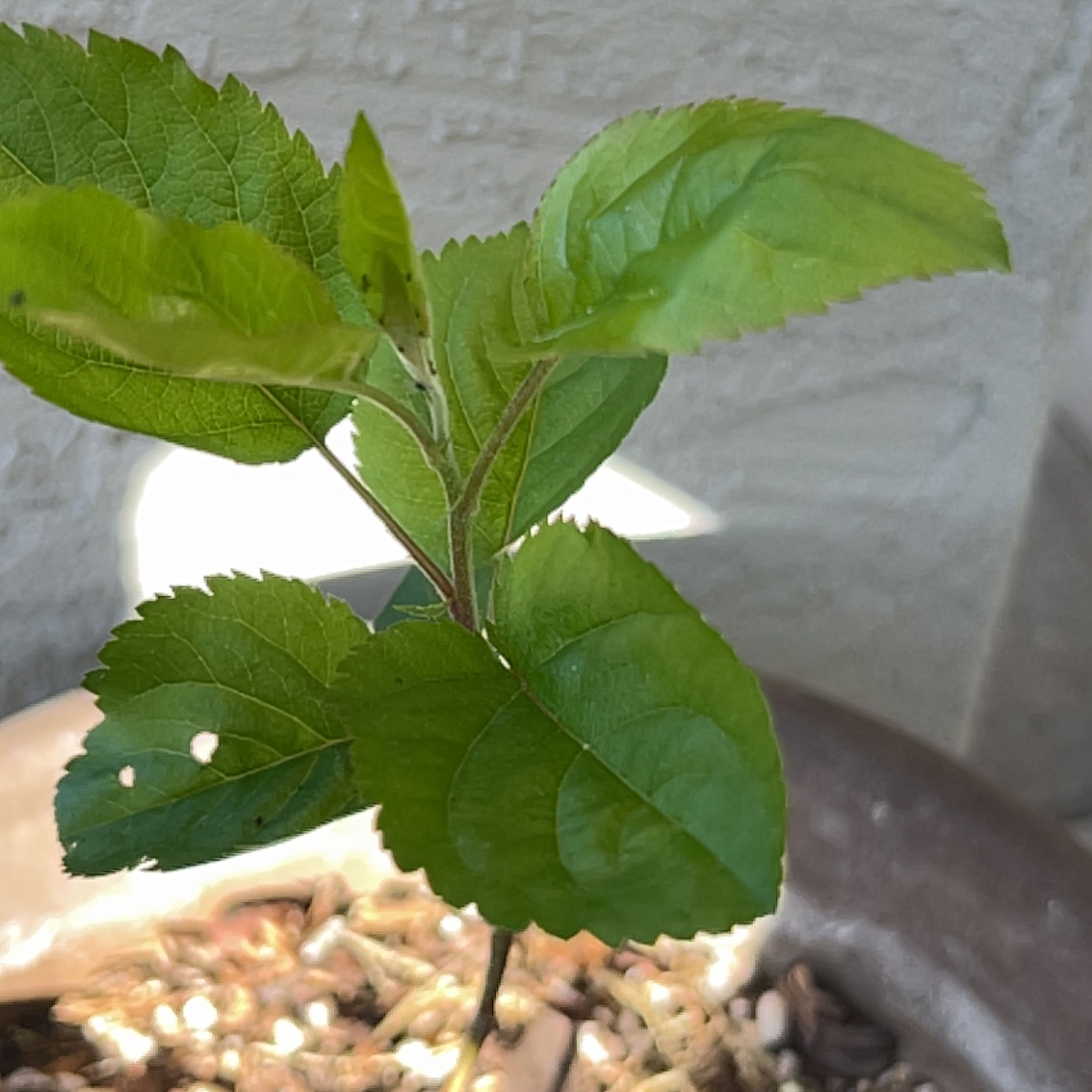 Young apple plant with green leaves in a pot with visible soil.