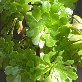 Photo of the plant species Aeonium Gomerense by @anzr named Fiona on Greg, the plant care app