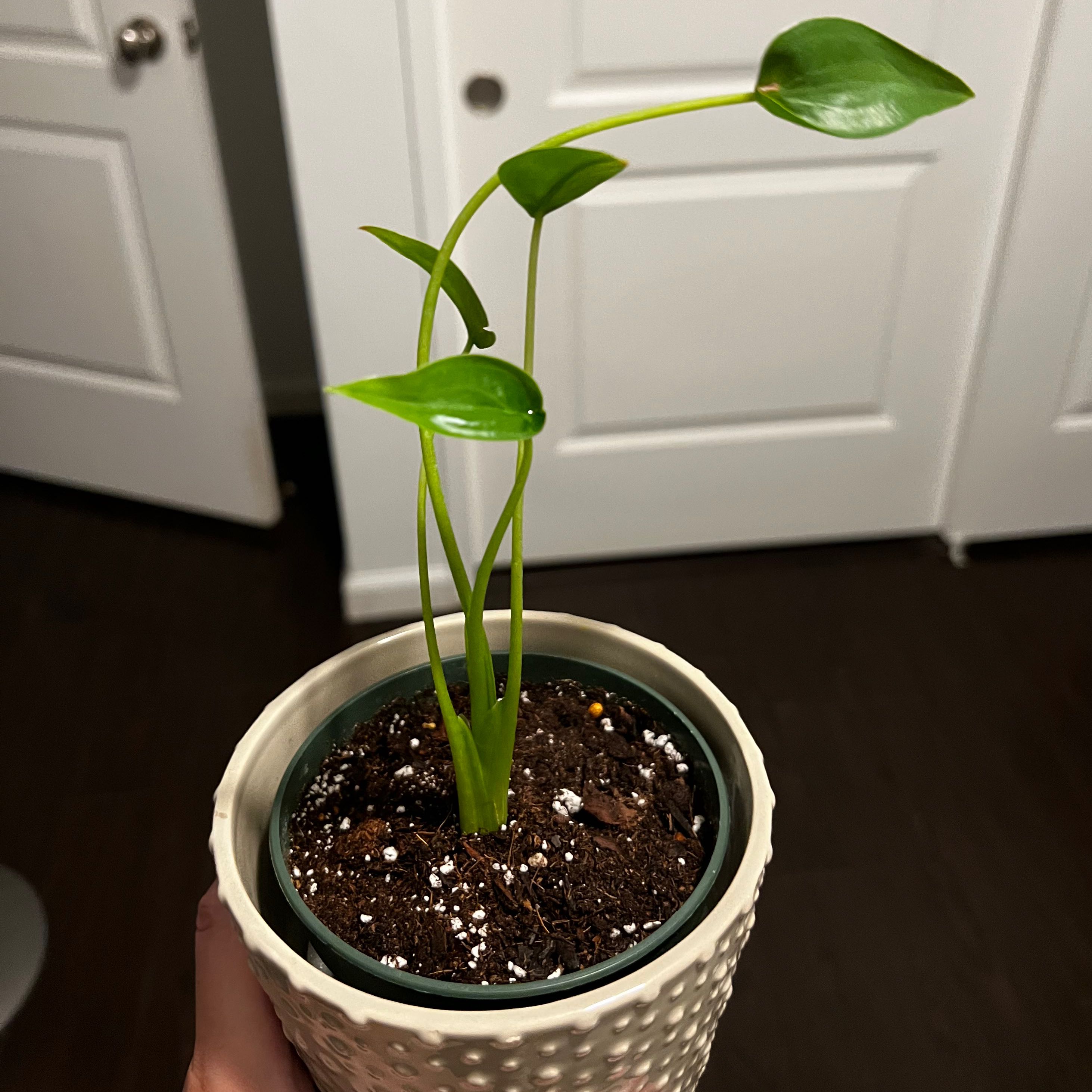 Potted Tiny Dancer plant with green leaves and visible soil.