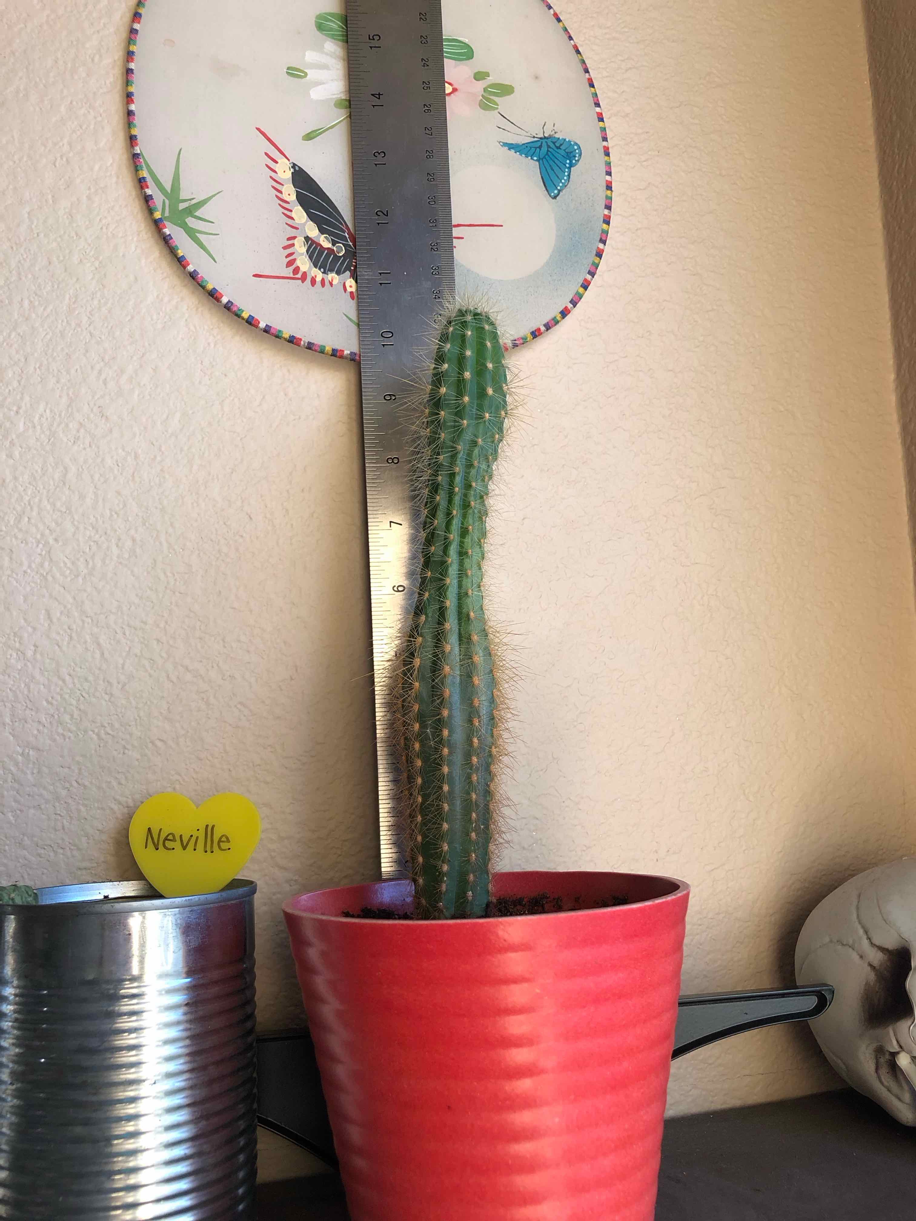 Cephalocereus polylophus cactus in a red pot with a ruler for measurement.