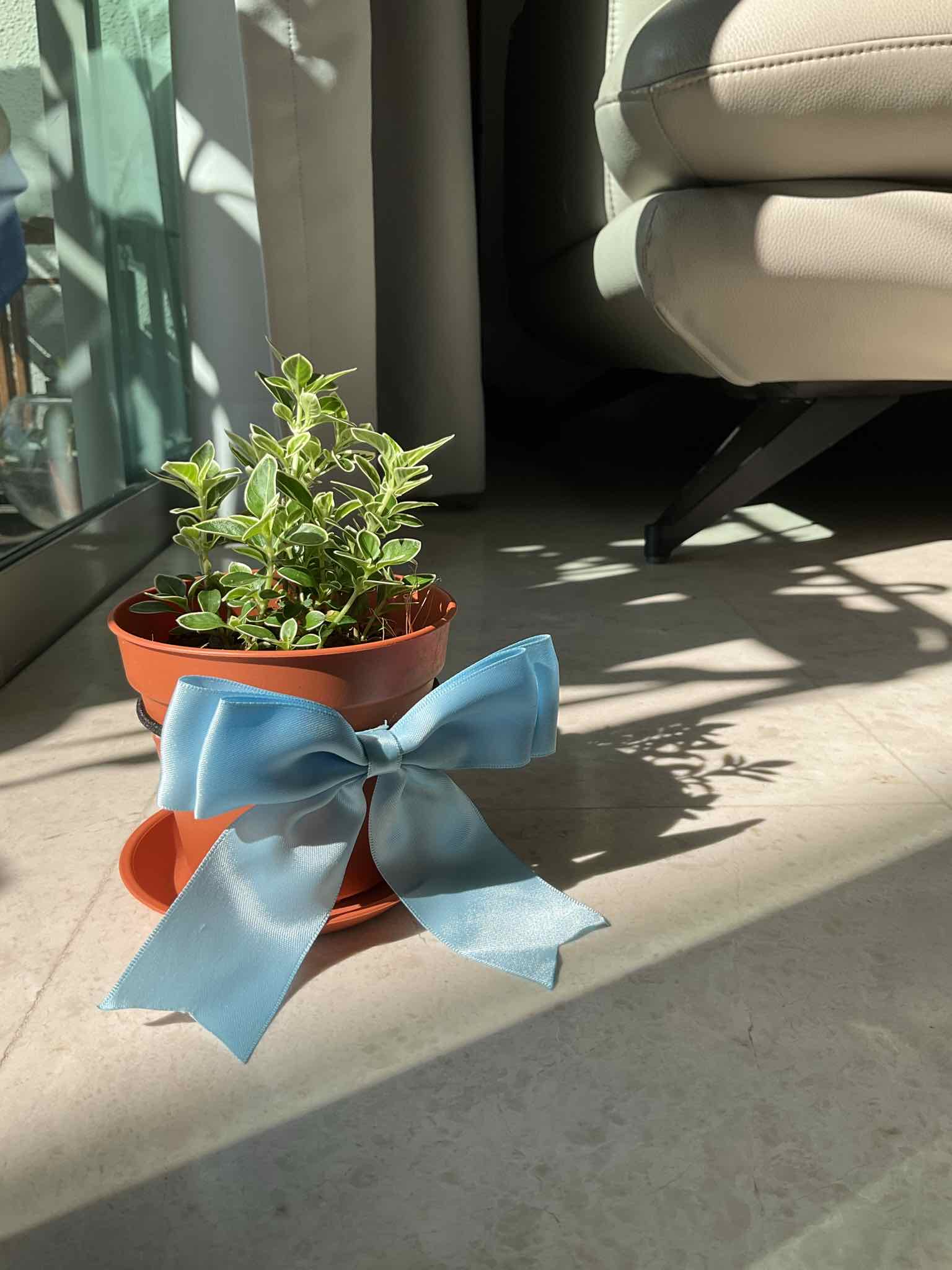 (RIP) hedwig jr. (prev. hedwig)