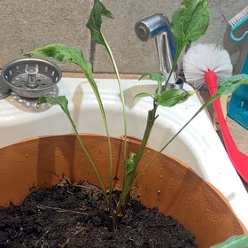 Photo of the plant species Sombrero Coneflower by @FlyingAgboy named Ronaldo on Greg, the plant care app