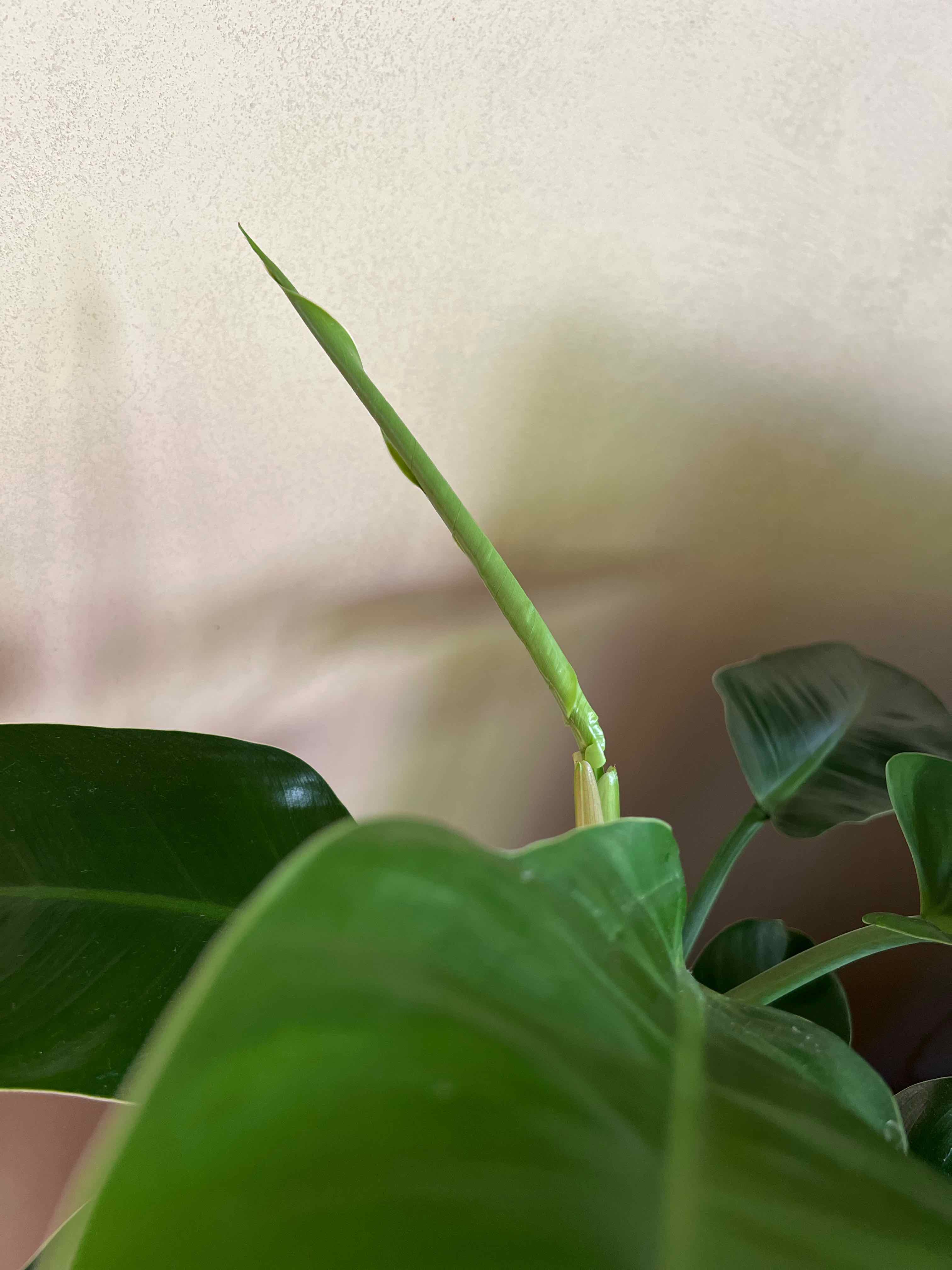 Philodendron 'Imperial Green' with a new leaf unfurling, healthy green leaves.