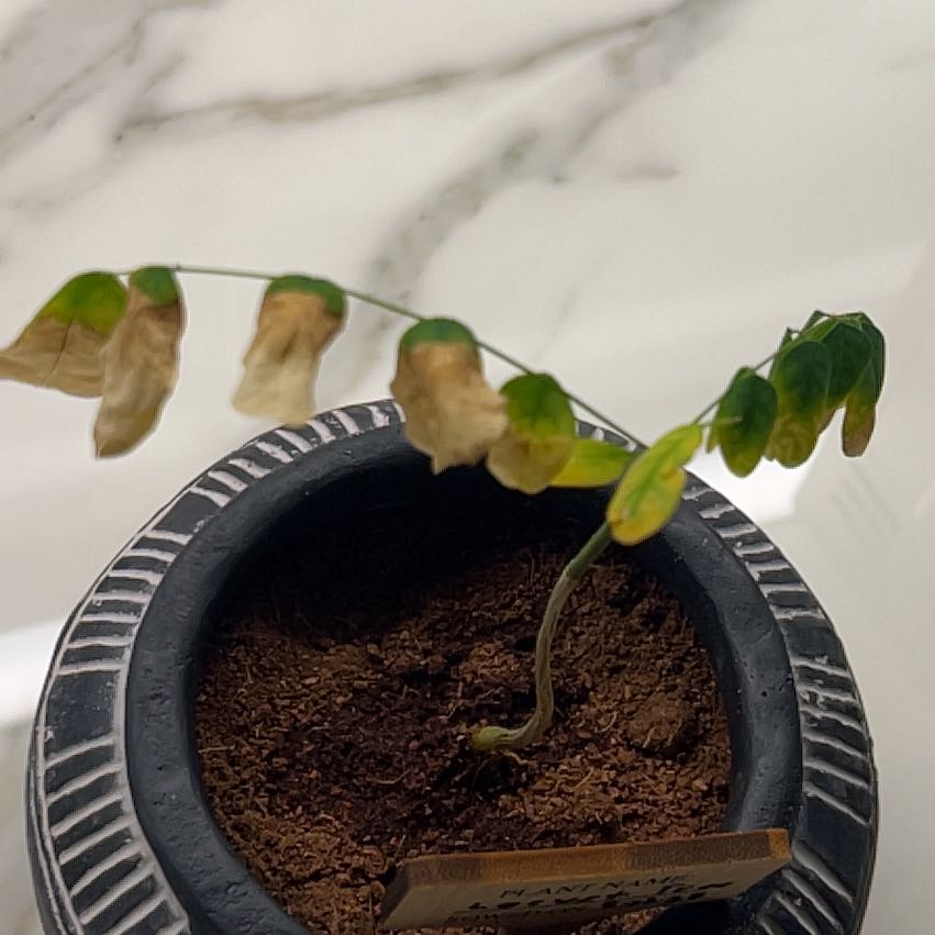 Photo of the plant species Japanese Pagoda Tree by @SmartDewberry named Sonora on Greg, the plant care app