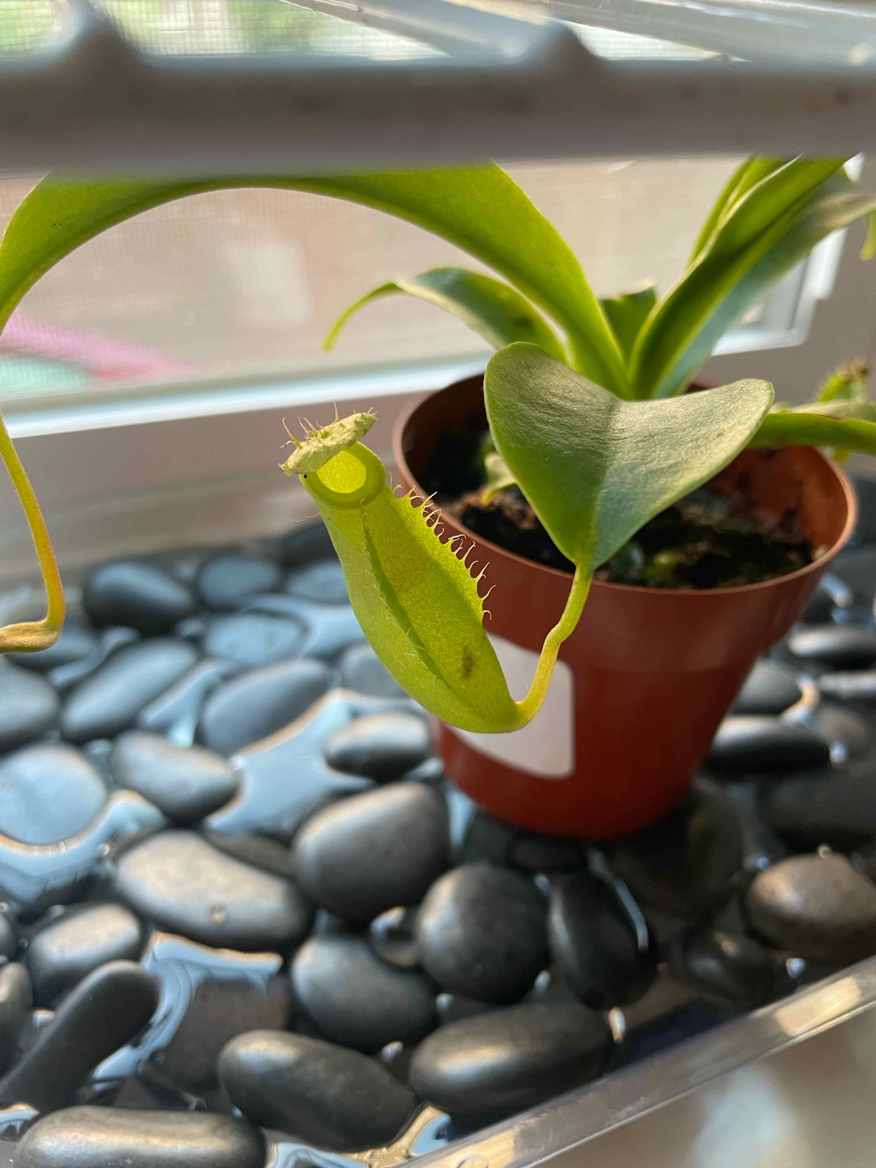 Tropical Pitcher Plant in a pot on black stones, placed near a window.