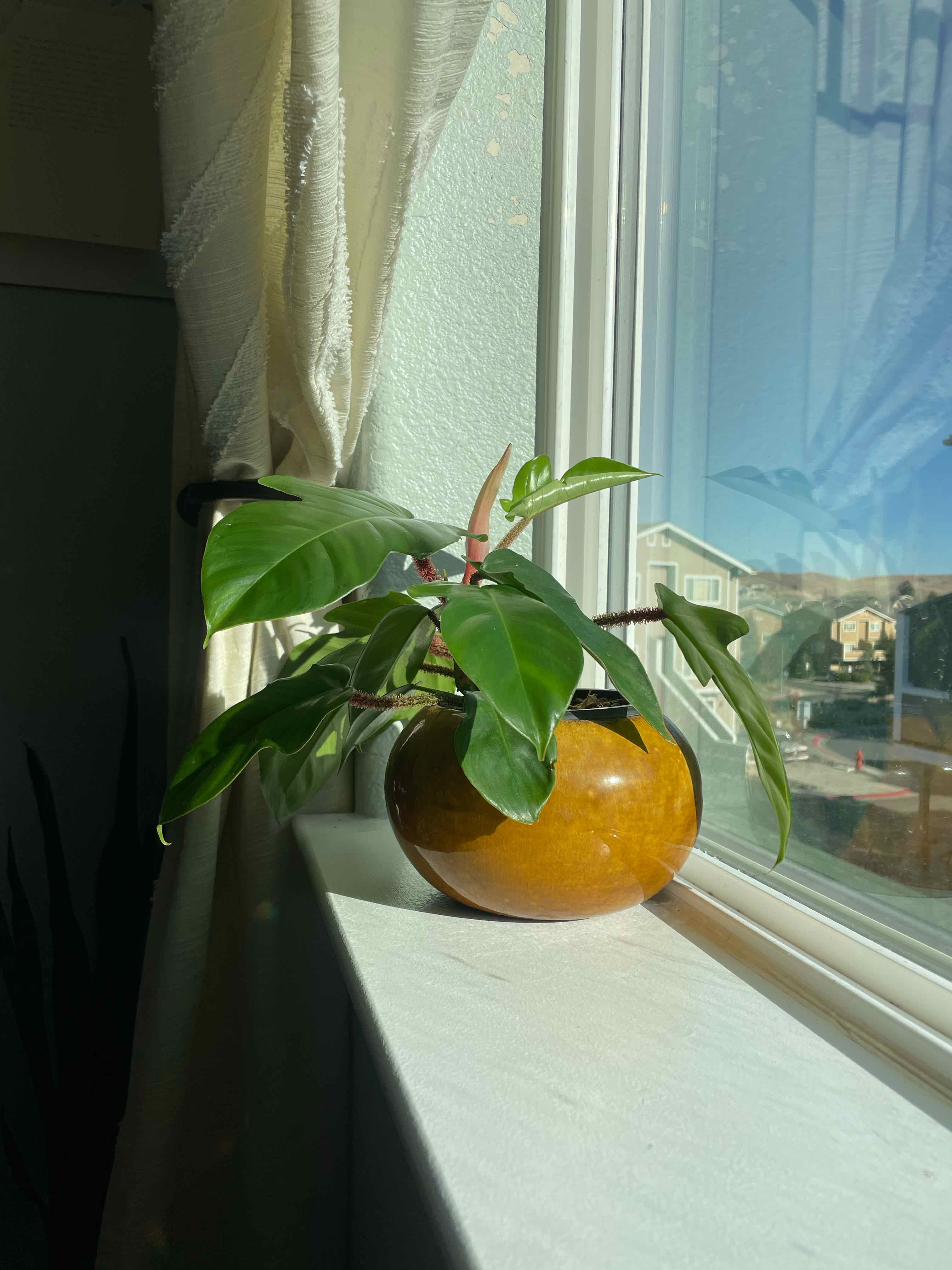 Hairy Philodendron on a windowsill with vibrant green leaves.