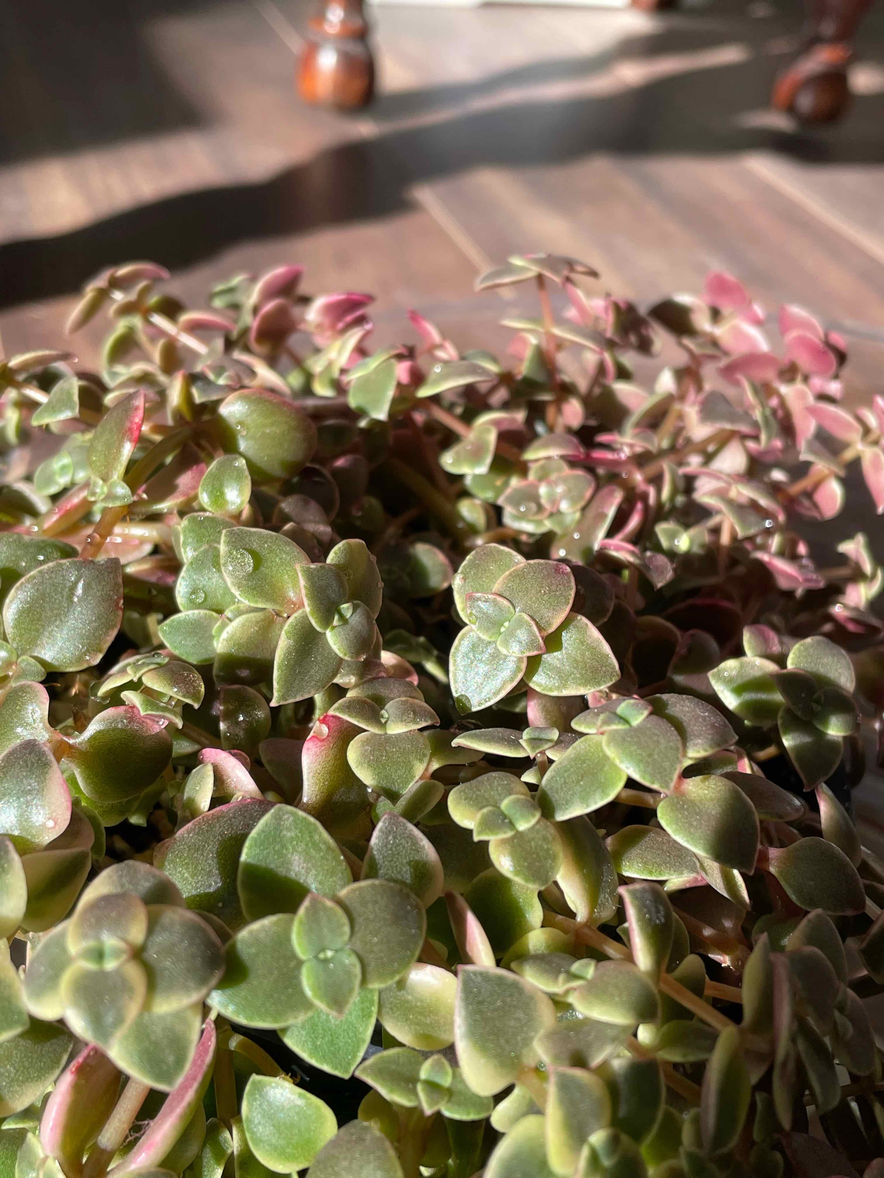 Healthy Calico Kitten plant with vibrant green and pink leaves.
