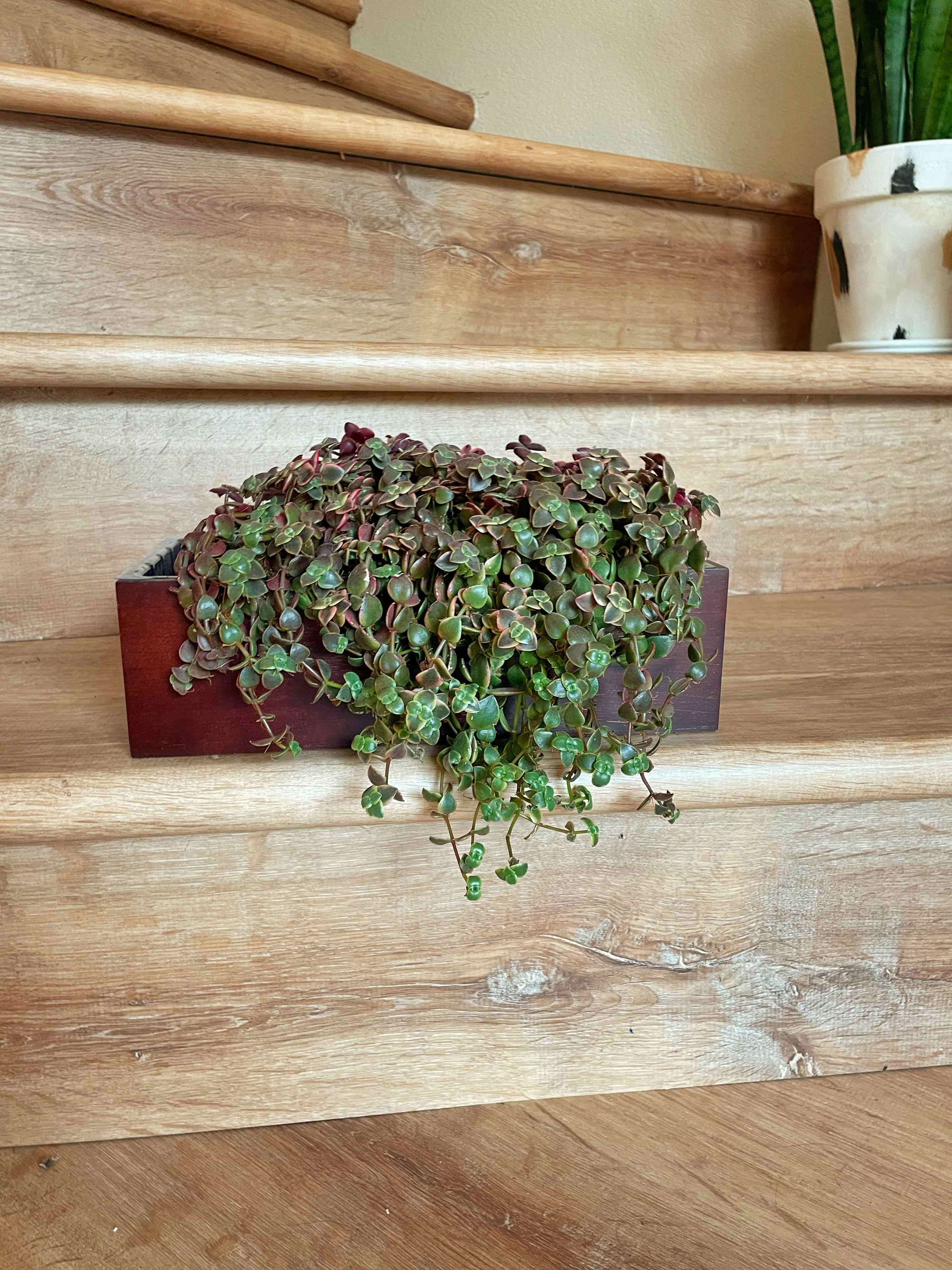 Calico Kitten plant in a wooden container on a wooden staircase, appearing healthy.
