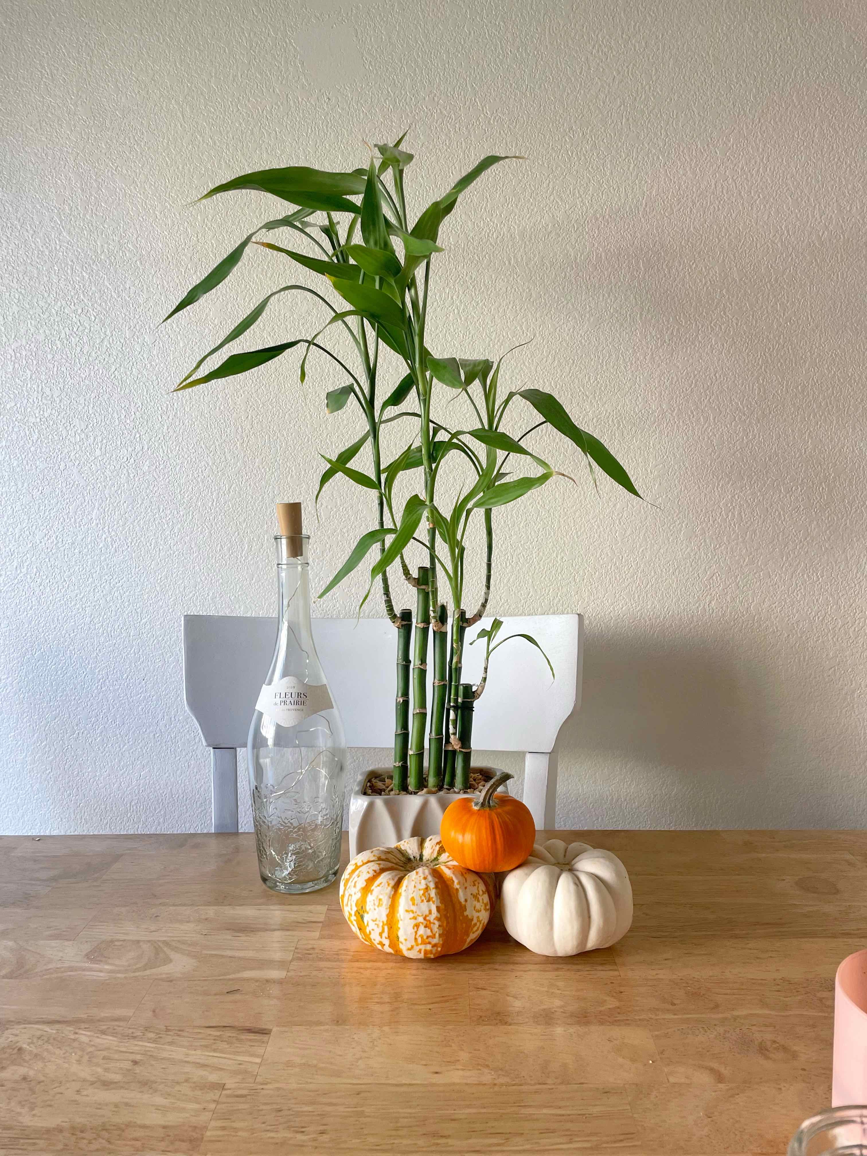 Photo of the plant species Lucky Bamboo by @keetnasmith named Mom’s Bamboo on Greg, the plant care app