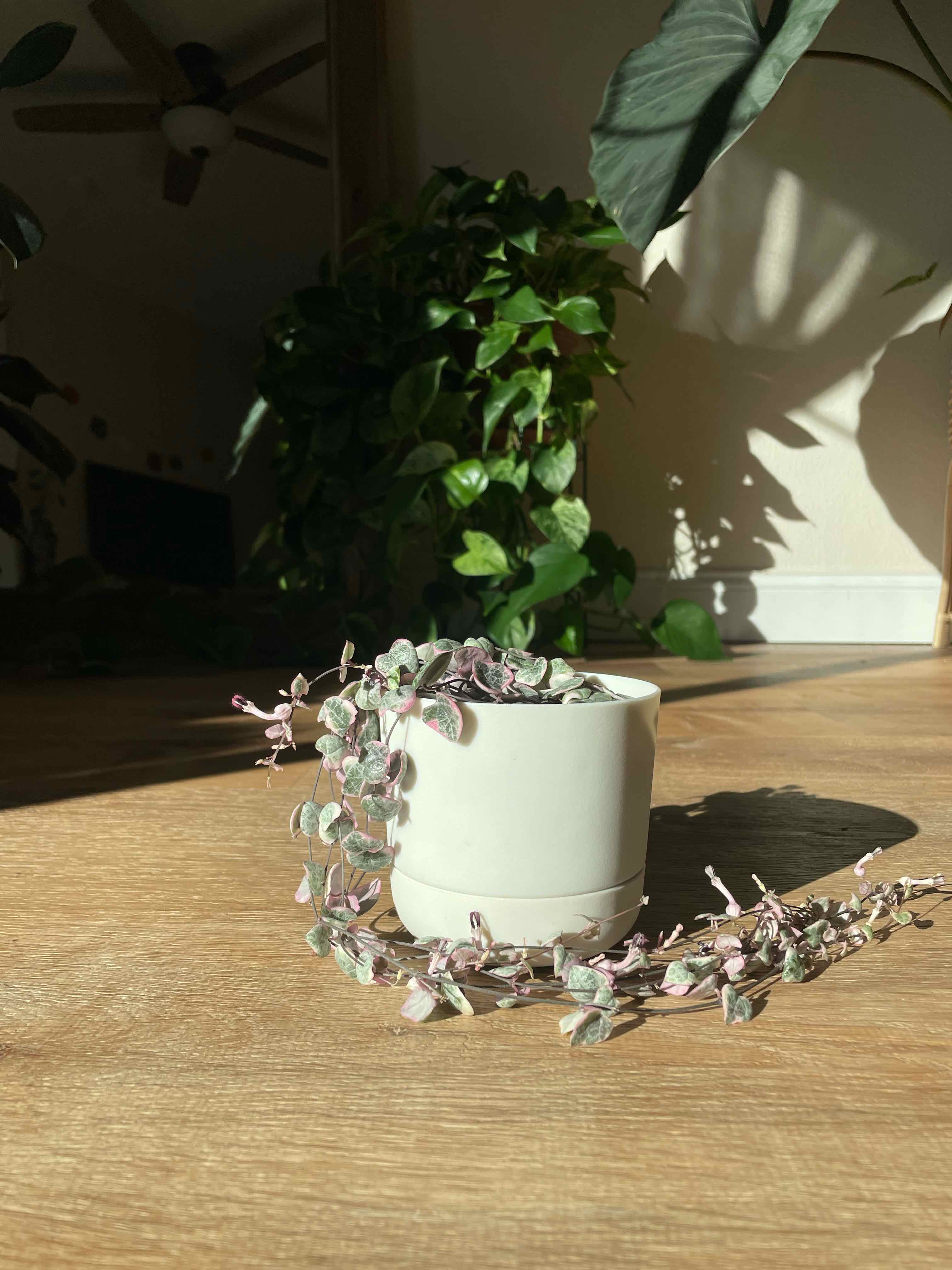 Photo of the plant species variegated string of hearts by @keetnasmith named Cupid on Greg, the plant care app