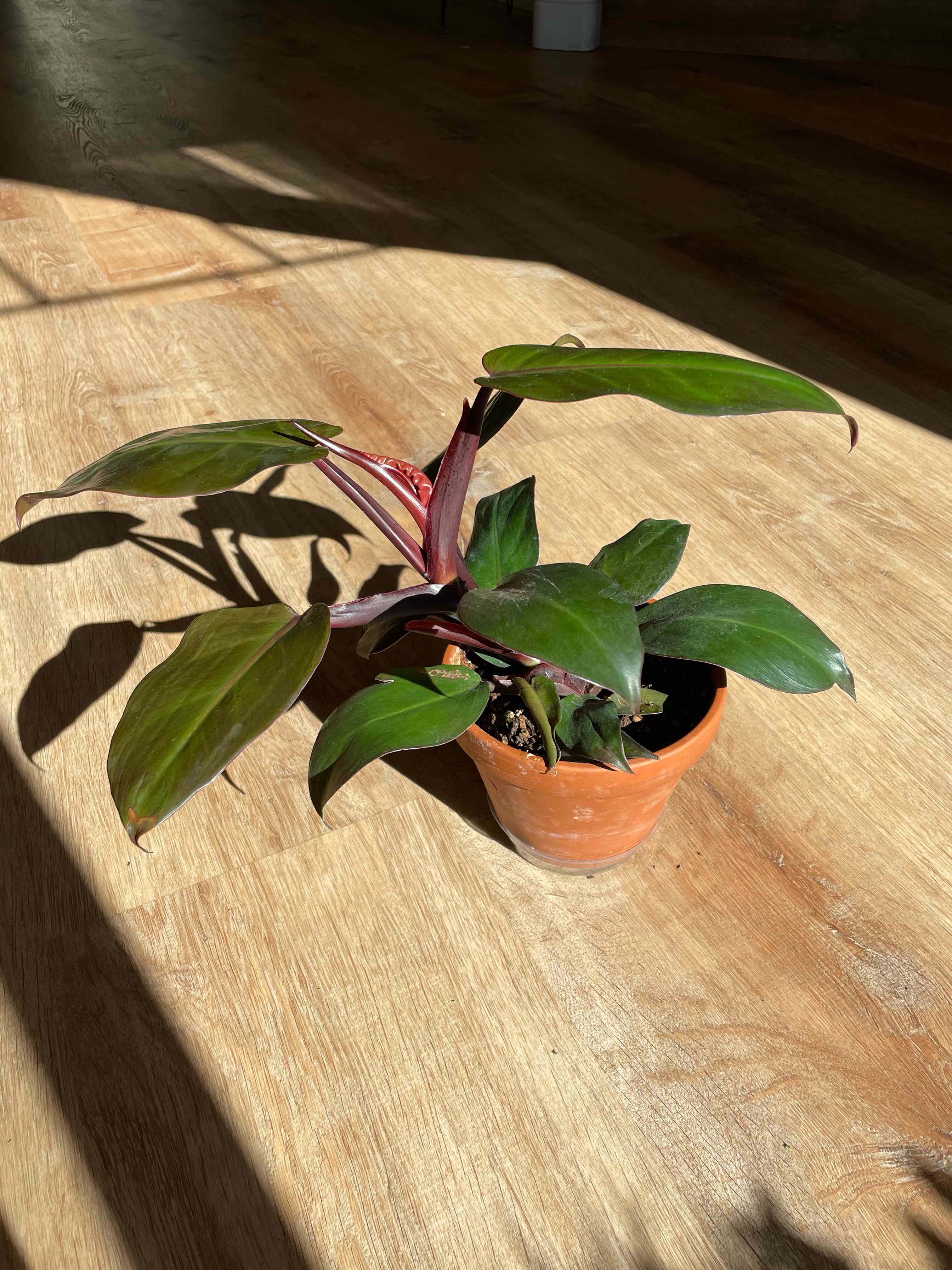 Philodendron Prince of Orange plant in a terracotta pot with healthy green leaves.