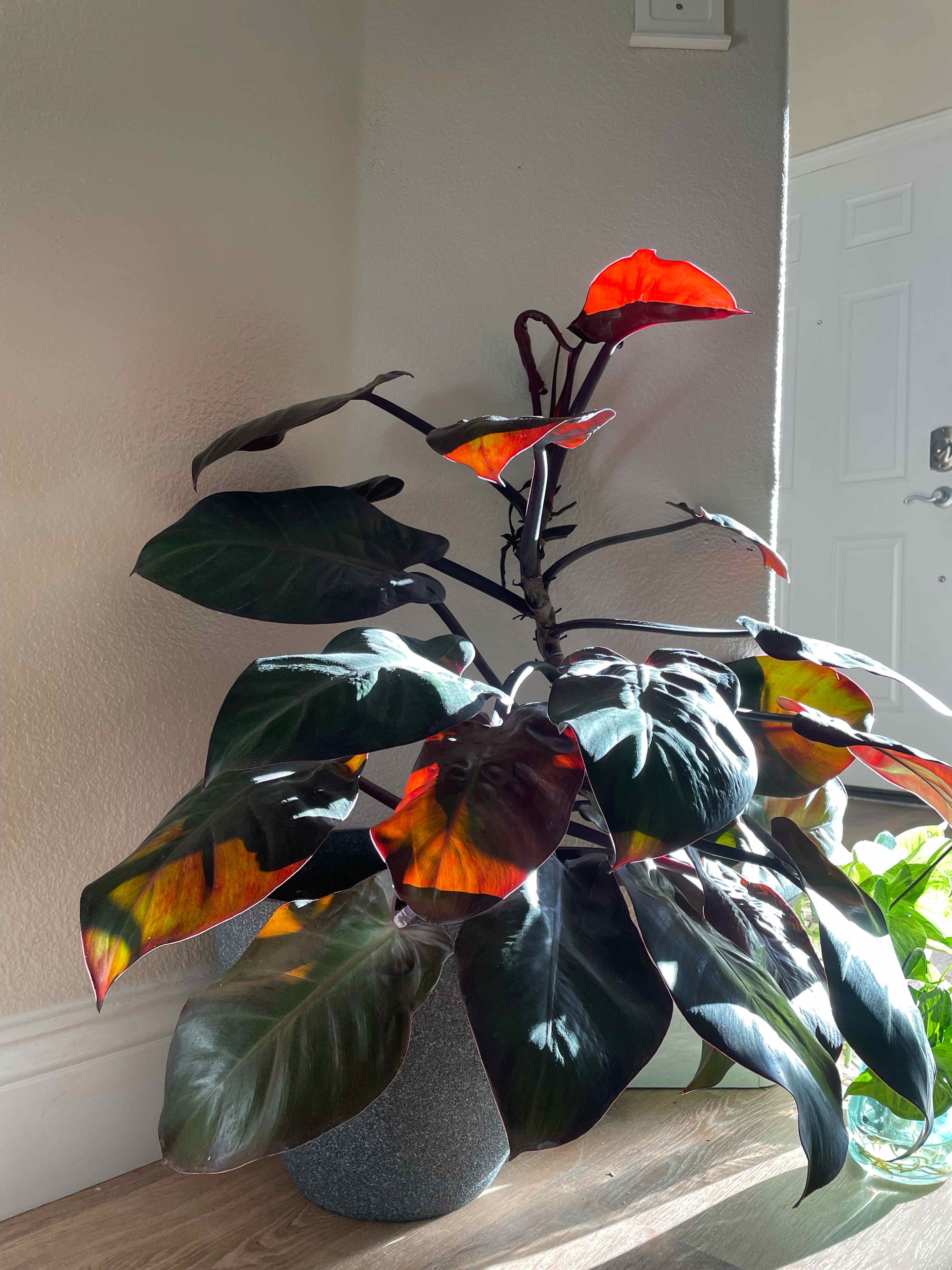 Photo of the plant species McColley's Finale by @keetnasmith named Amaris on Greg, the plant care app